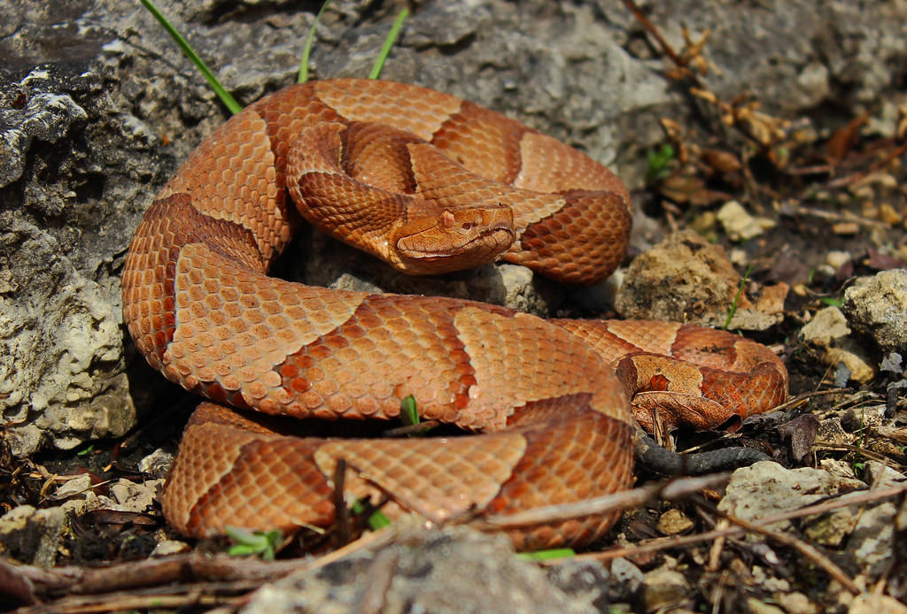Copperhead Snake With Russet-brown Scales Background