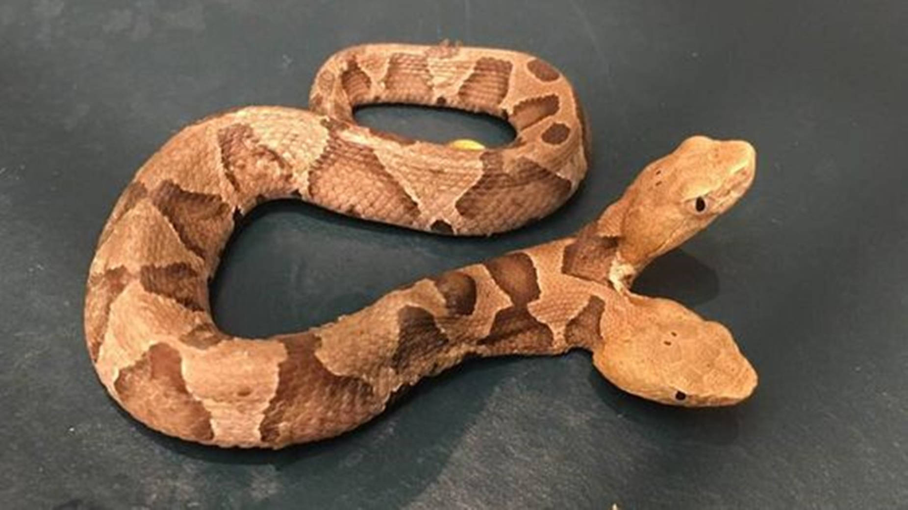Copperhead Snake With Two Heads Wallpaper
