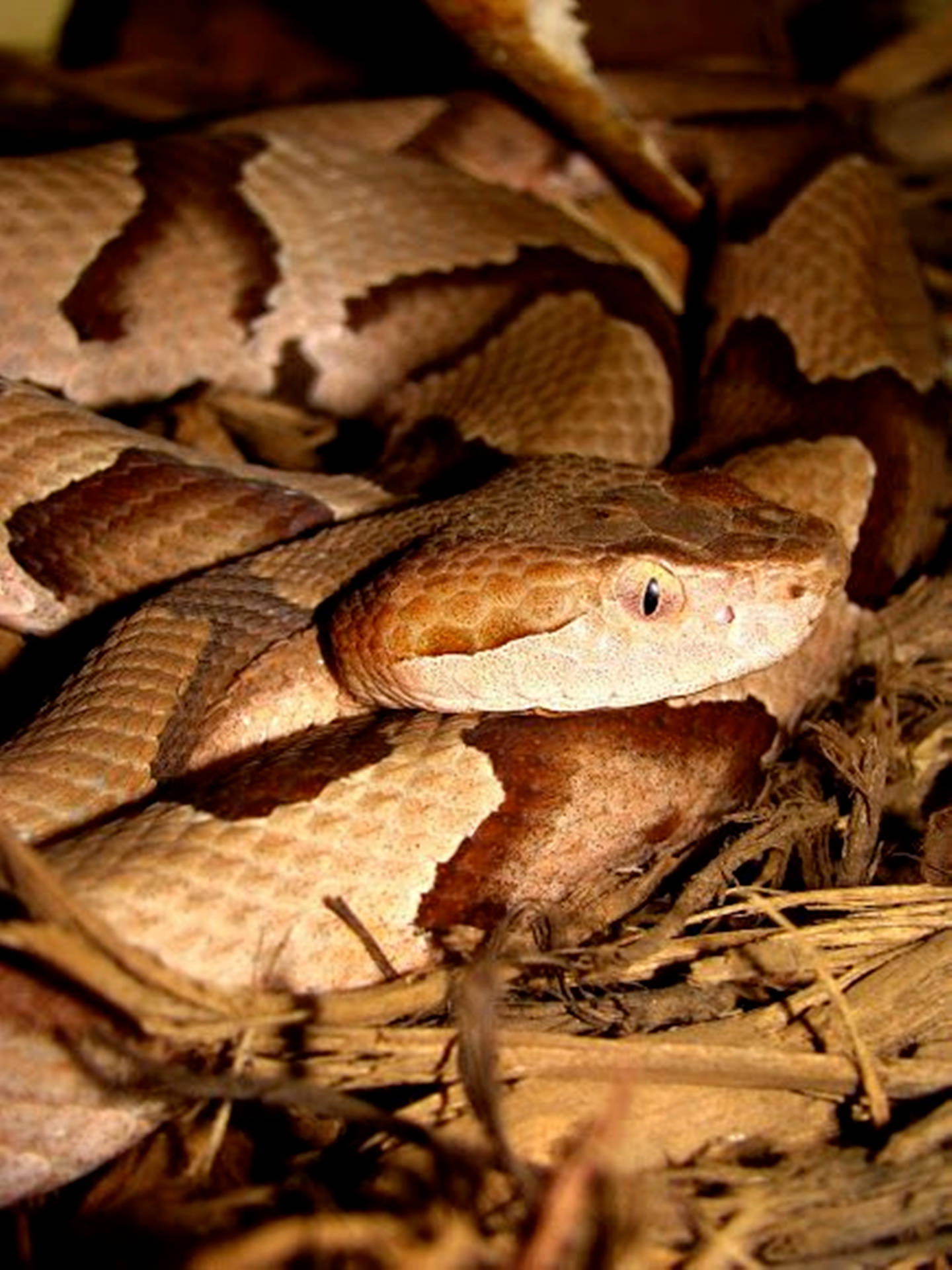 Copperhead Snake With Vertical-slit Eyes Picture