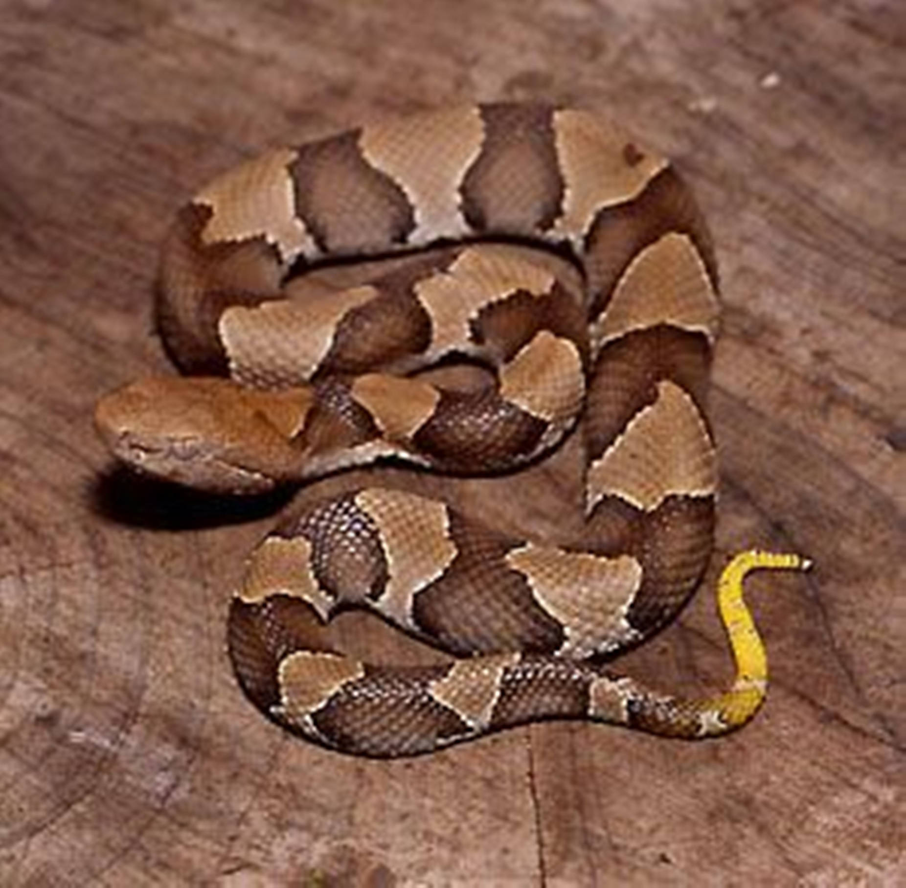 Copperhead Snake With Yellow Tail Wallpaper