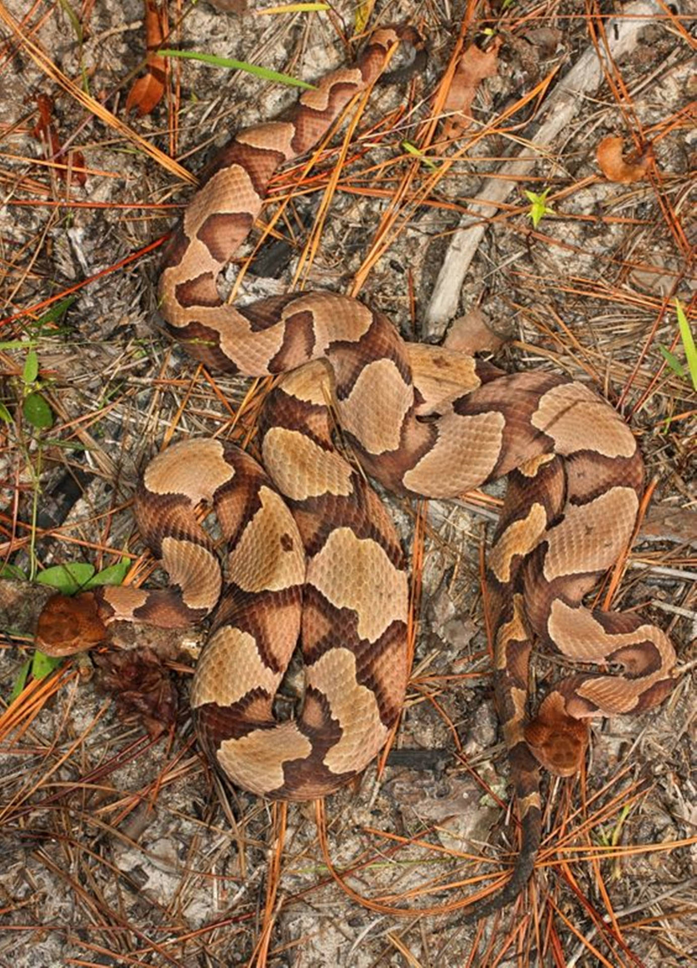 Copperhead Snakes Camouflaging On Forest Floor Wallpaper