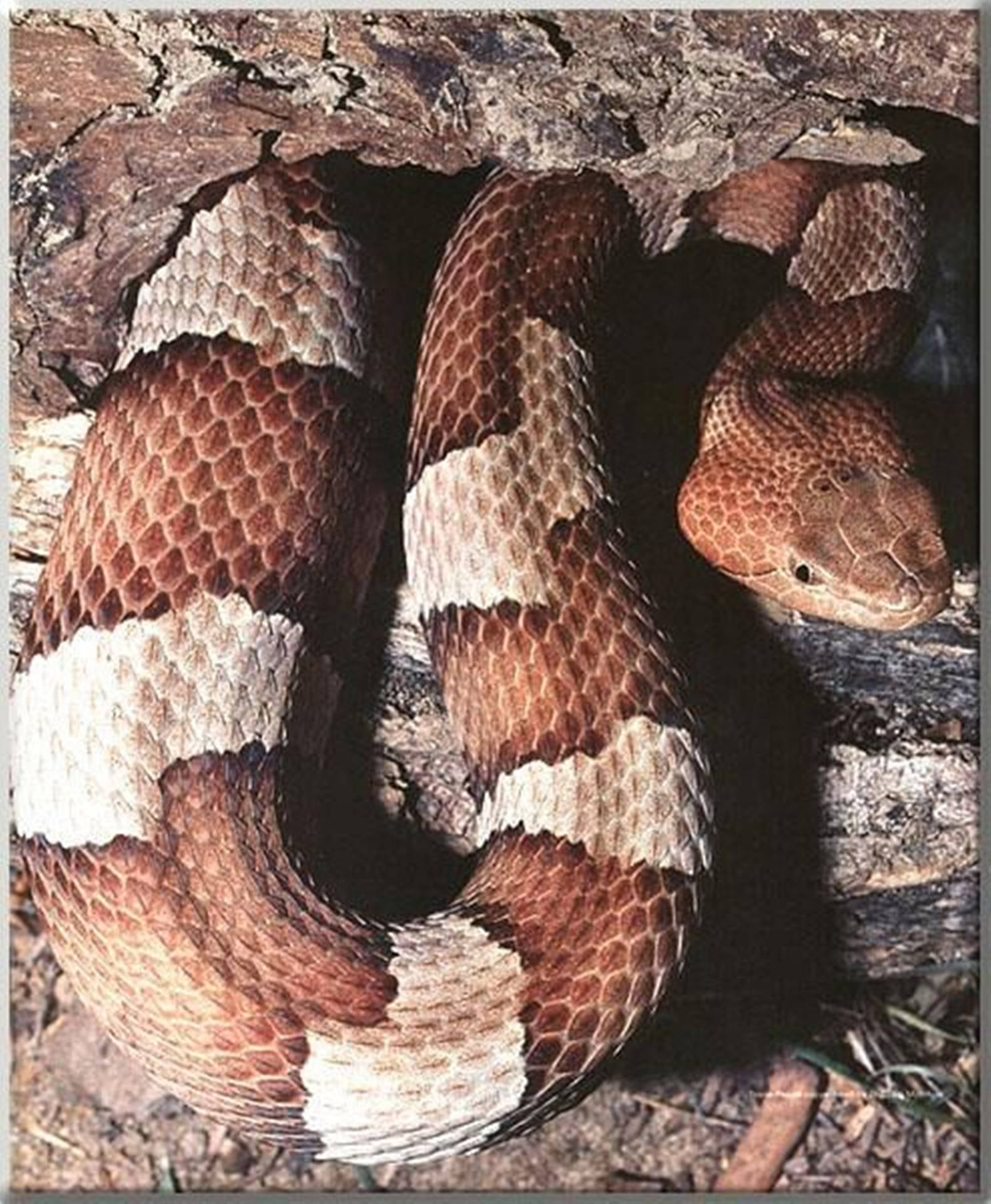 Copperhead With Diamond-shaped Scales Wallpaper