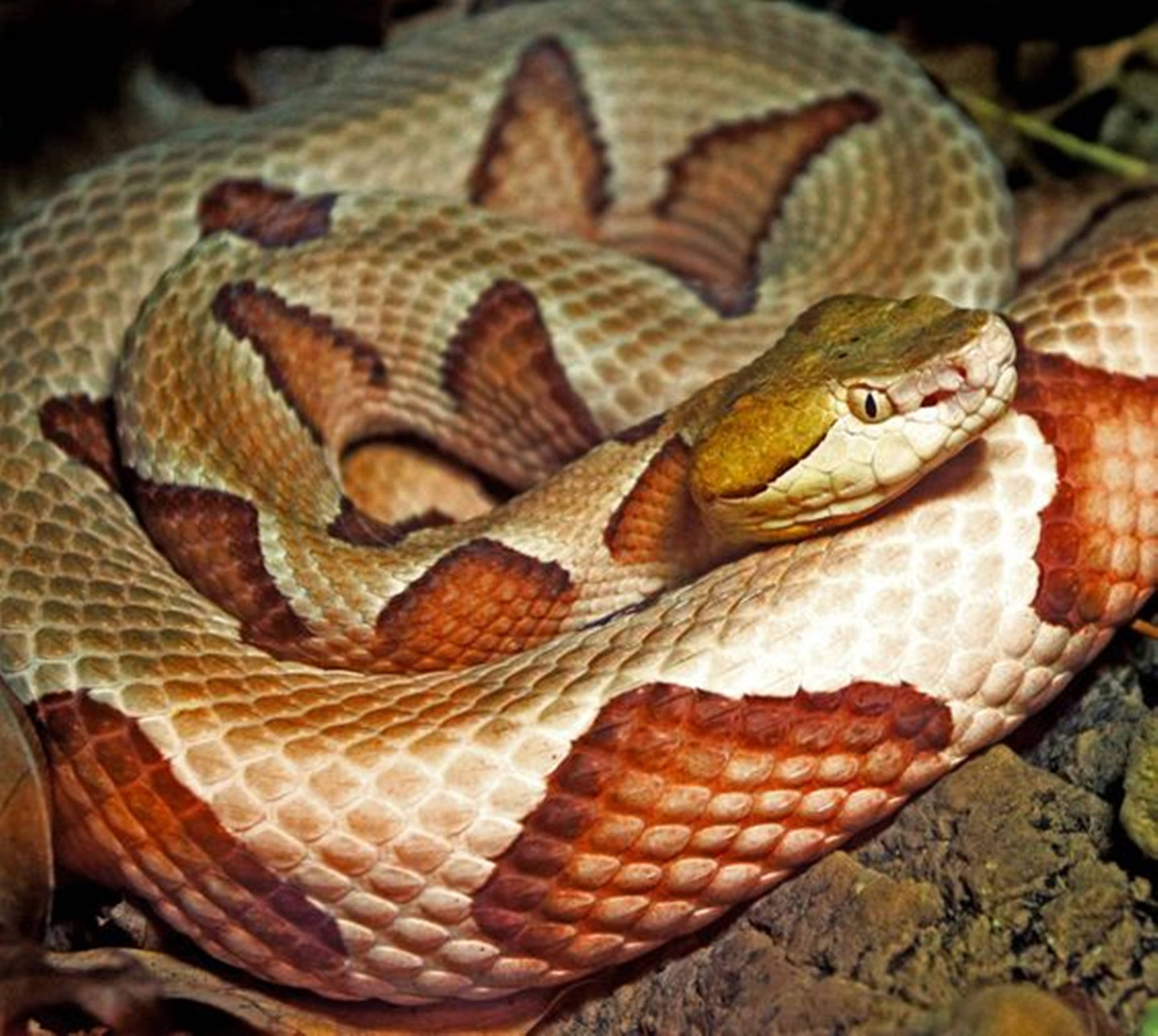 Copperhead With Jacobson's Pit Organ Background