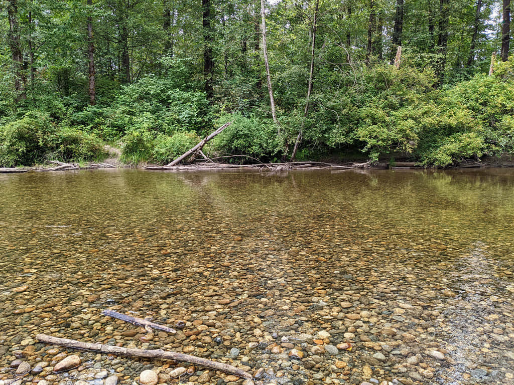 Coquitlam River Pebble Bed Wallpaper