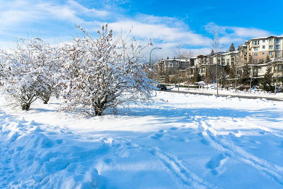 Coquitlam Winter Landscape Wallpaper