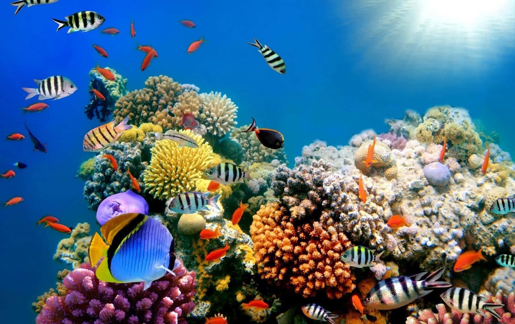 Vibrant Underwater Coral Landscape