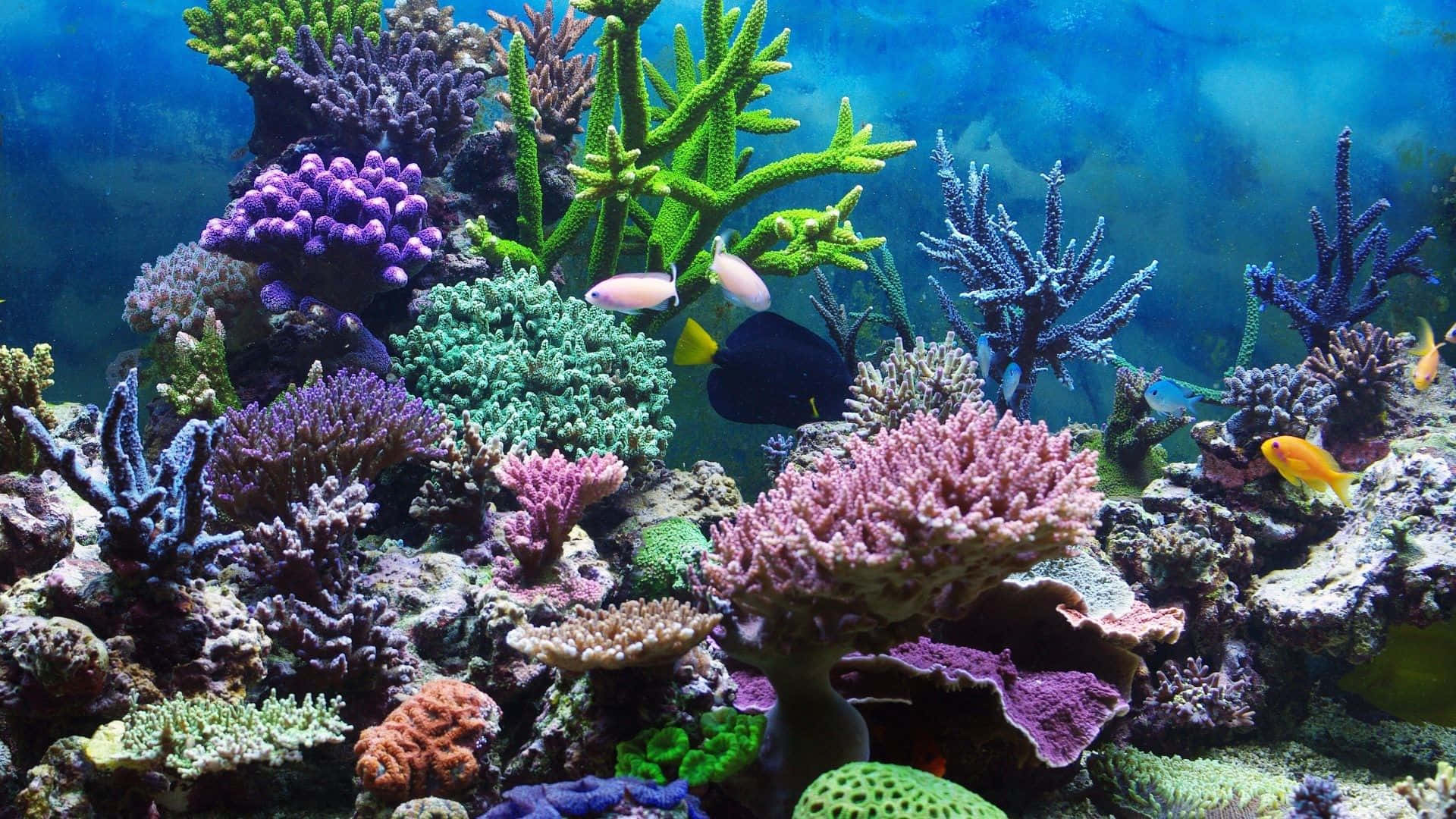 A Vibrant Coral Reef Teeming with Life