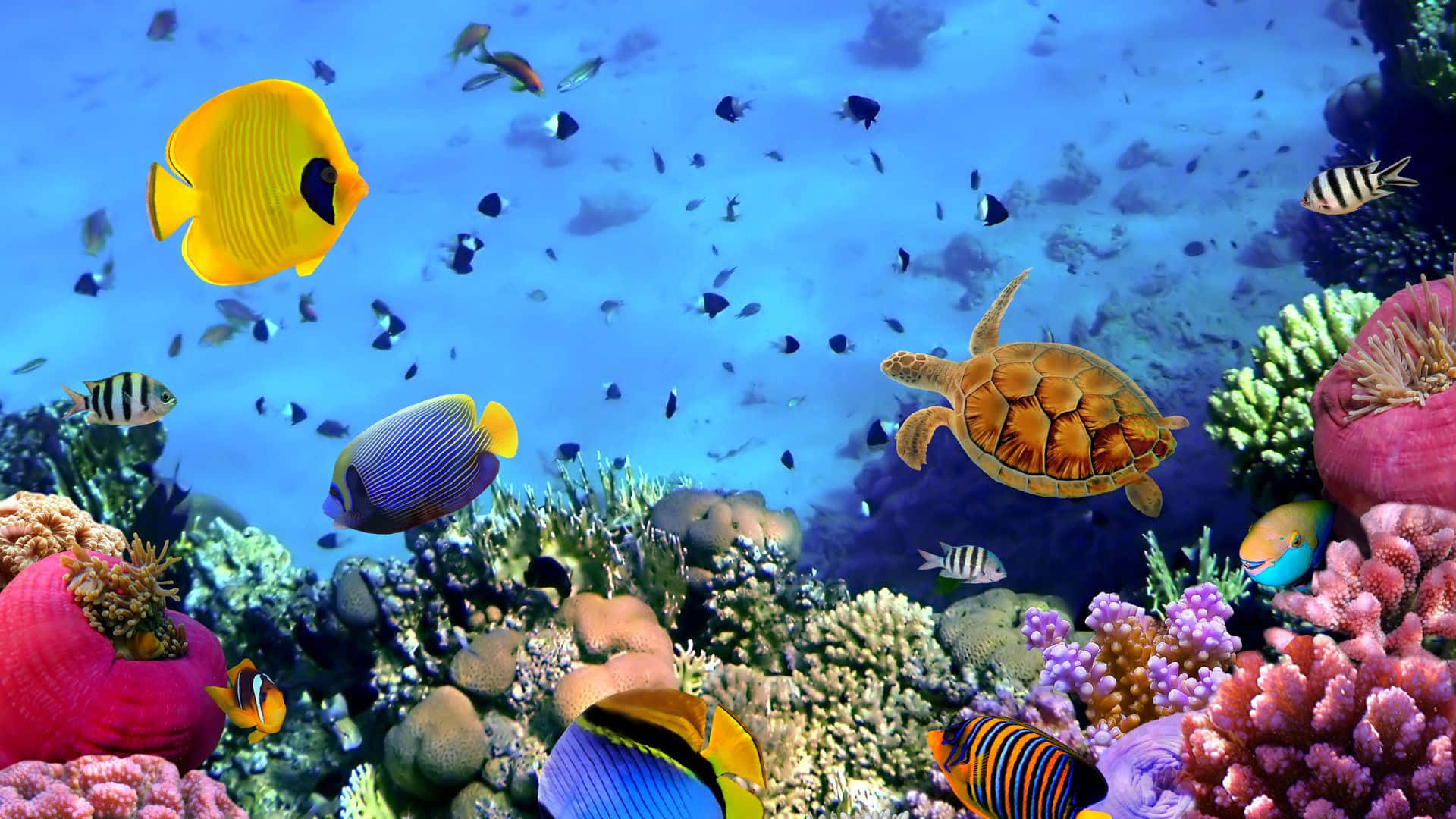 Stunning Coral Reef Display