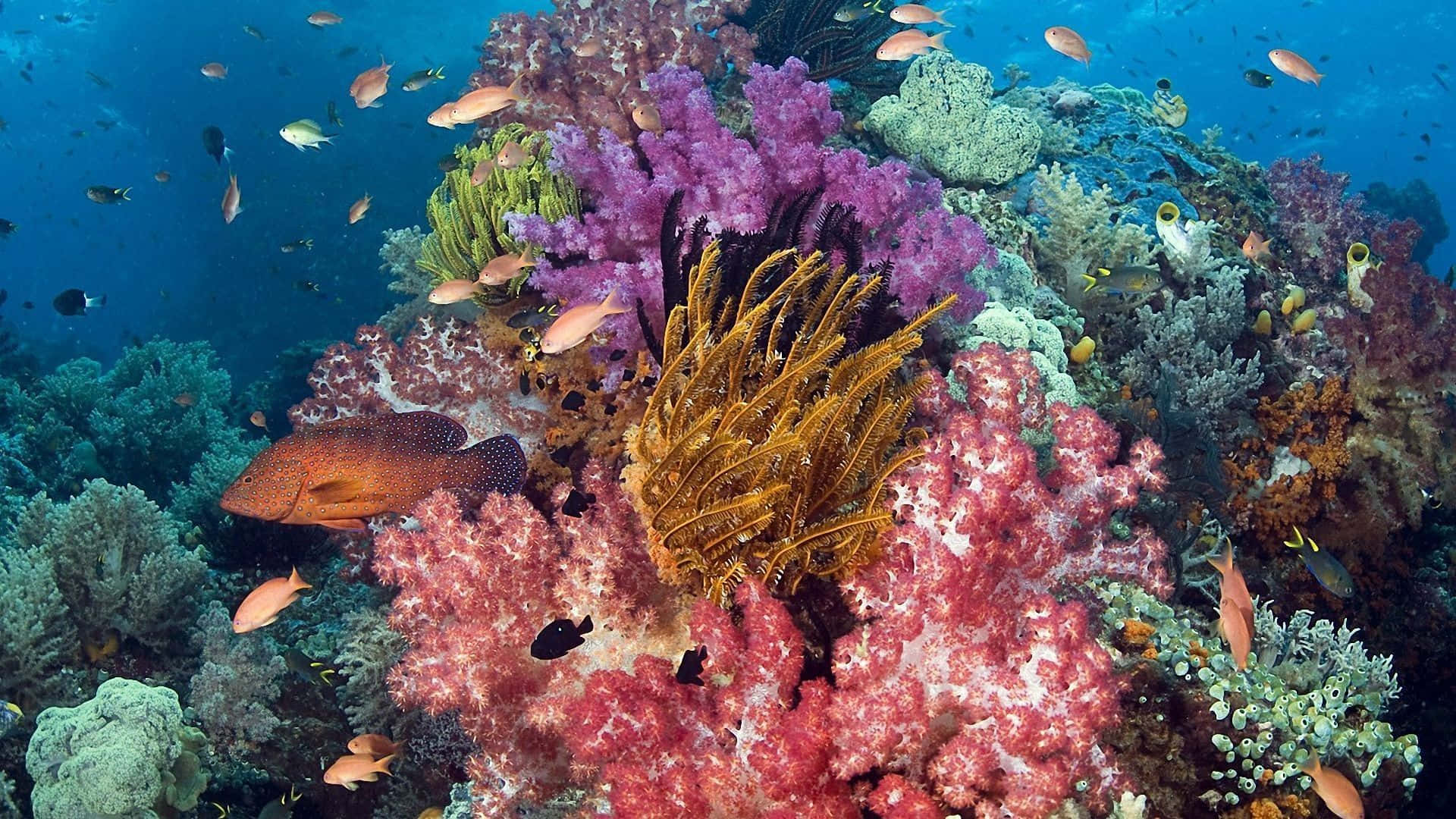Caption: Captivating Coral Reef Display