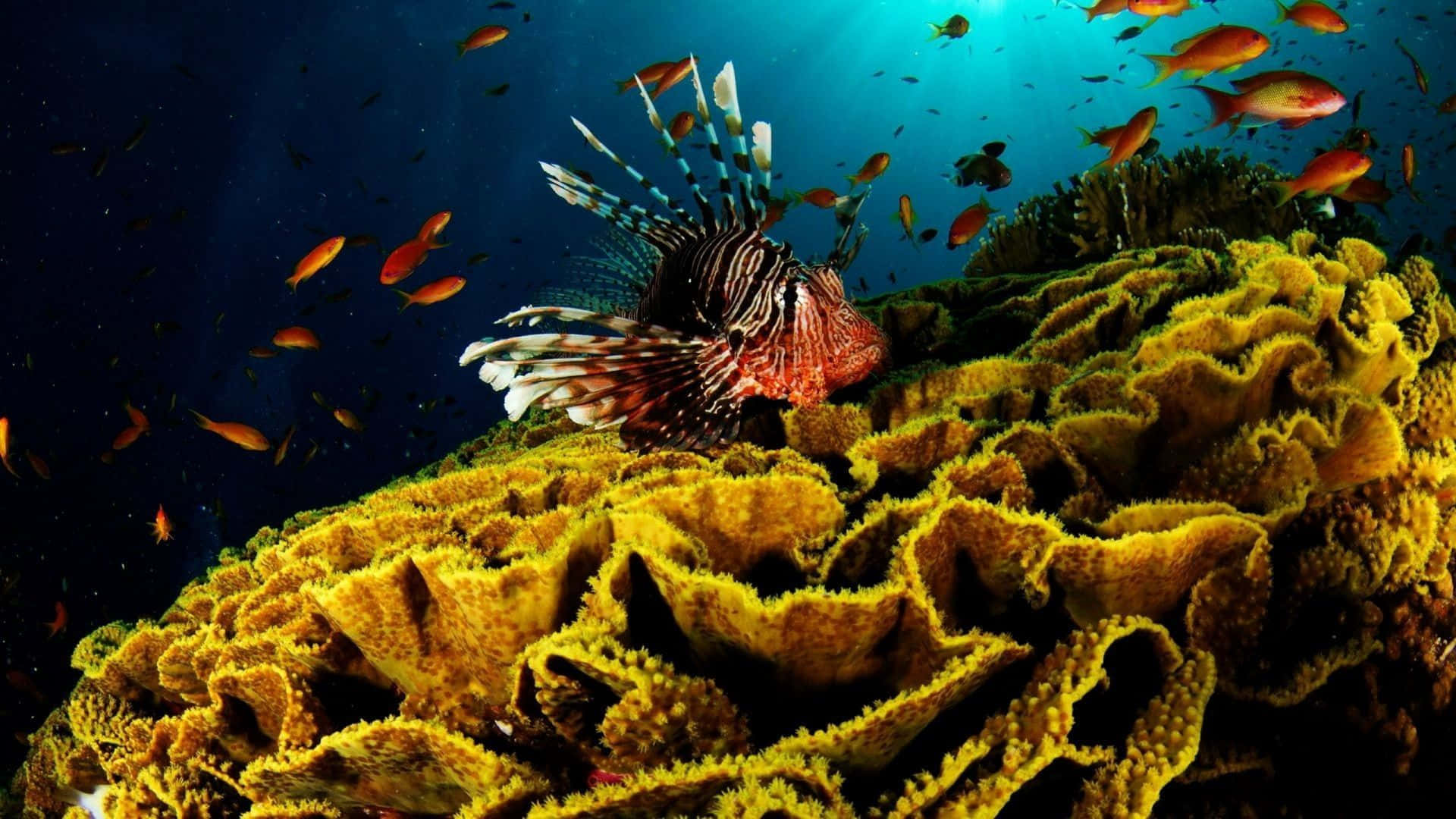 A Vibrant Coral Reef in a Pristine Underwater Environment