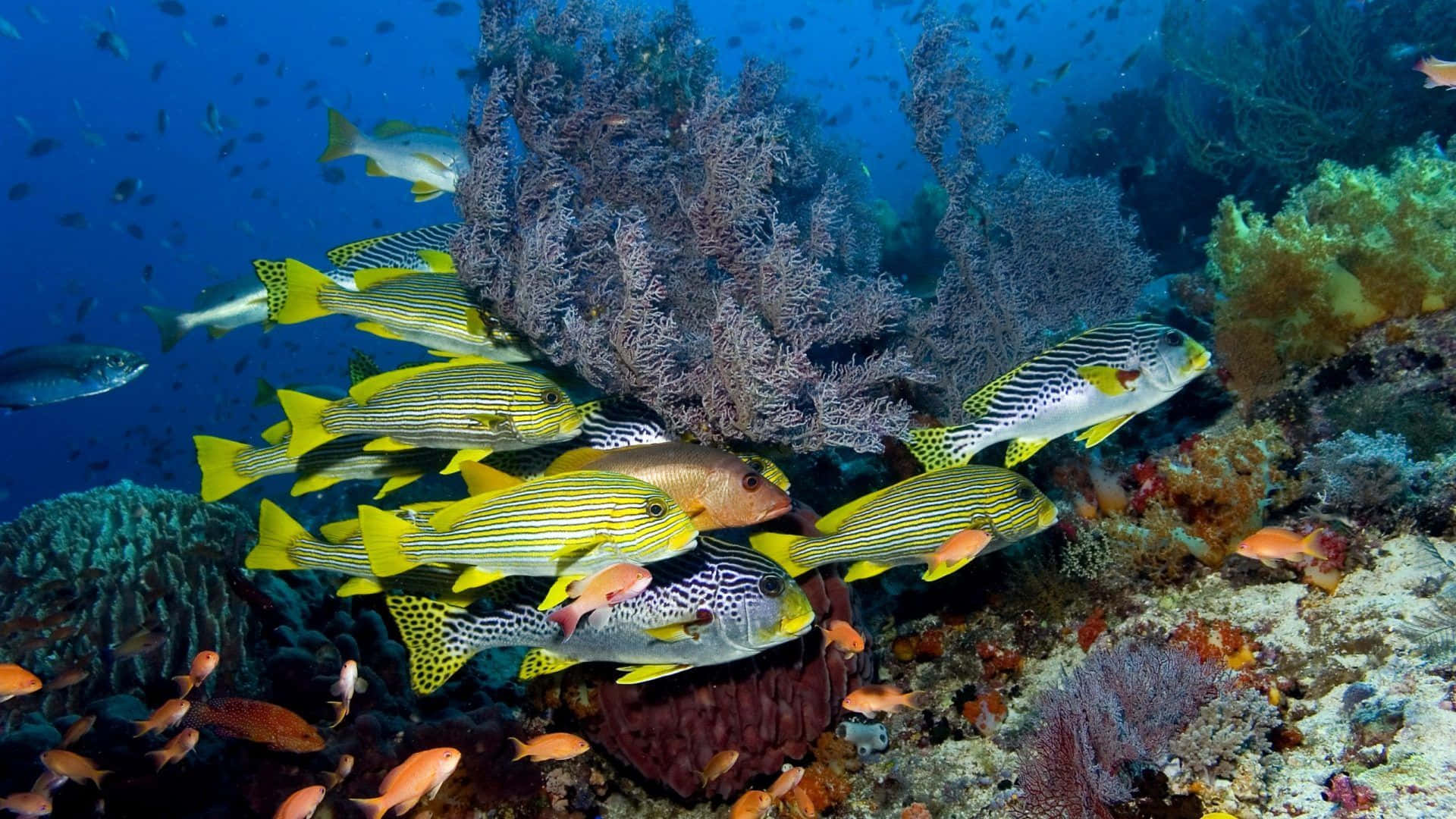 Vibrant Underwater Coral Ecosystem
