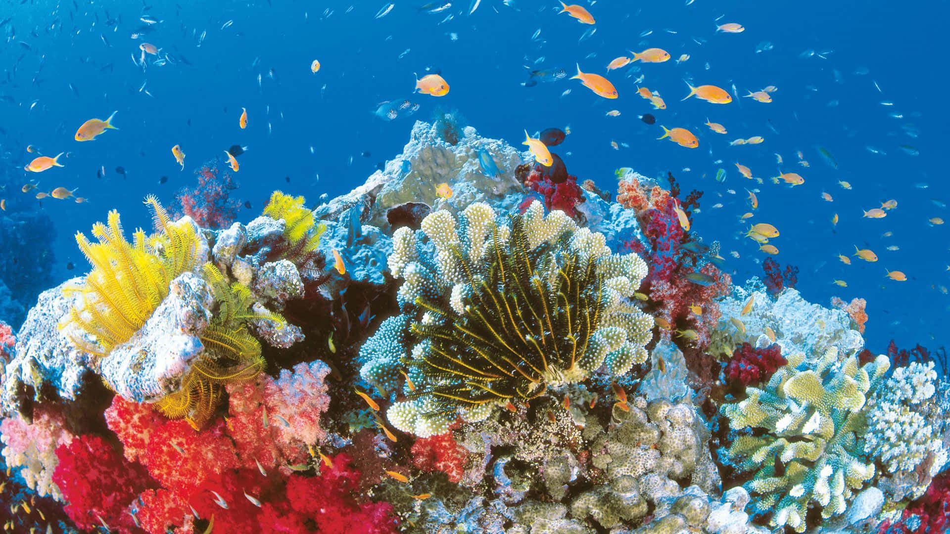 Captivating Underwater Coral Reef Landscape