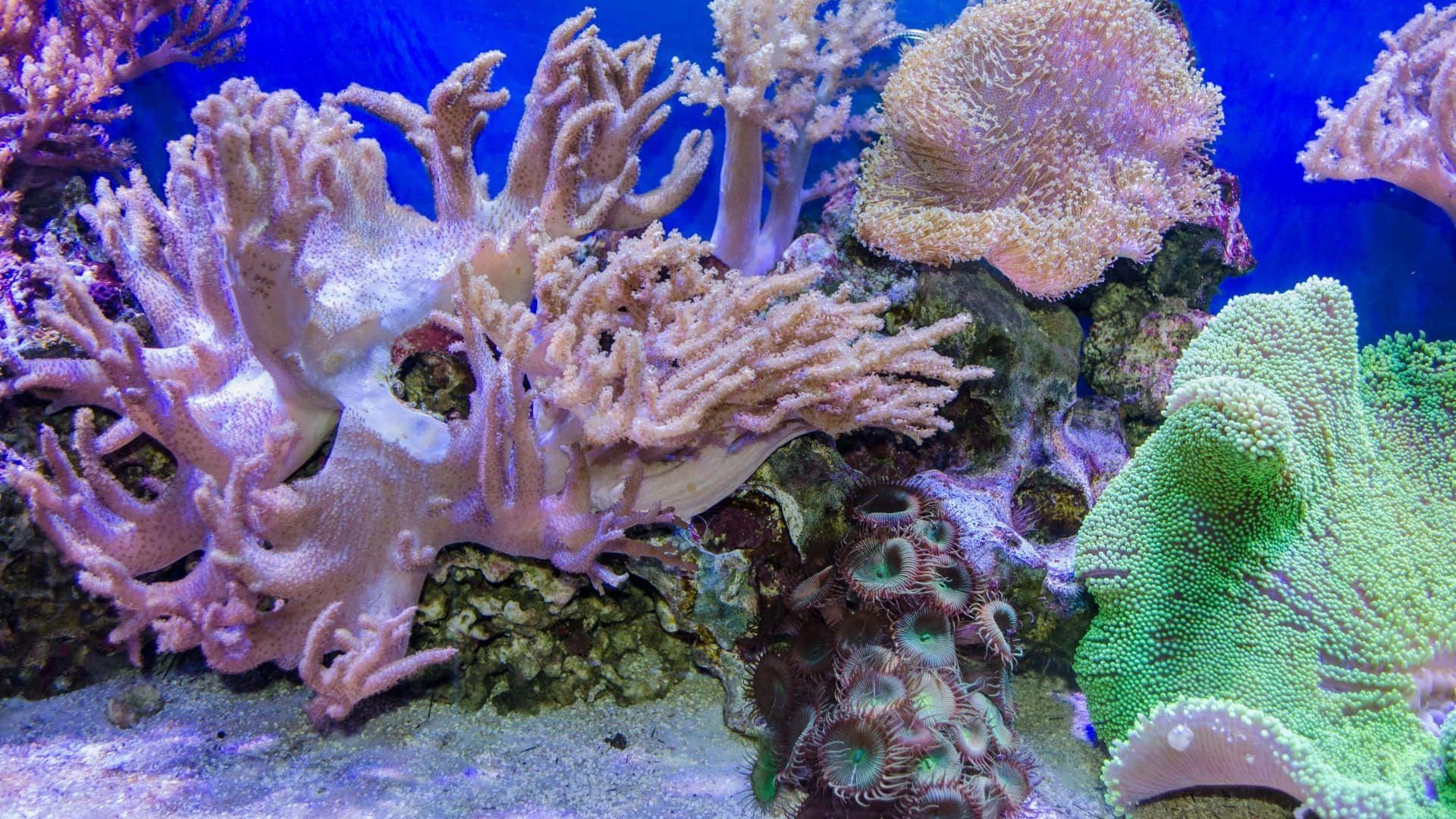 Vibrant underwater coral garden