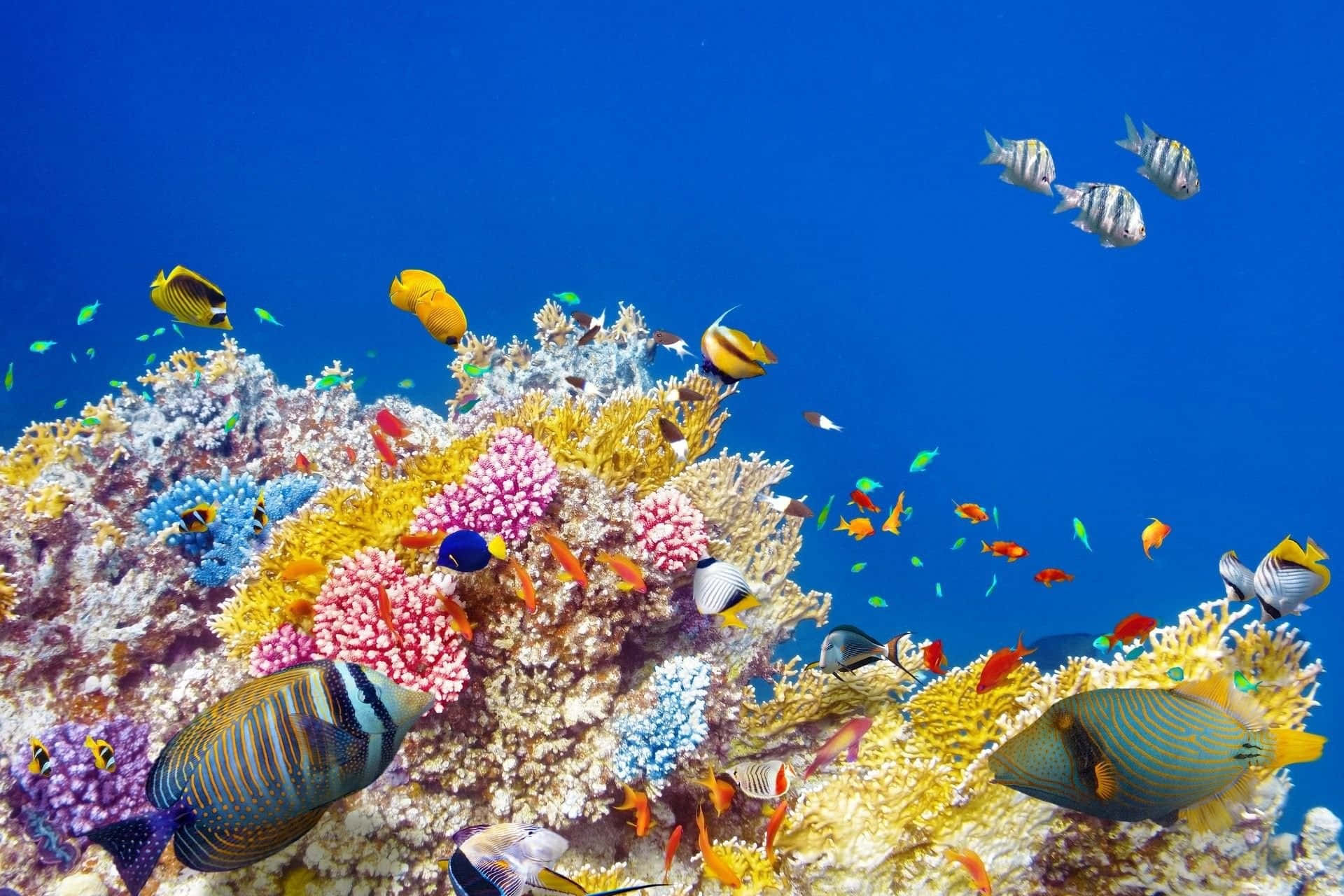 Captivating Coral Reef Landscape