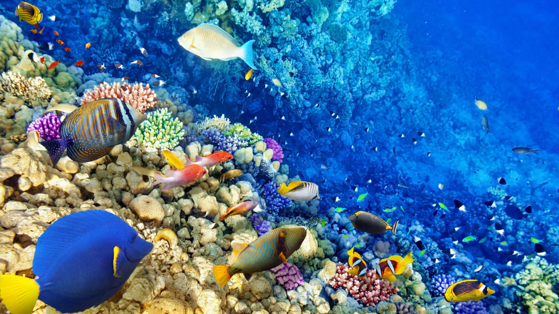 Vibrant Underwater Coral Landscape
