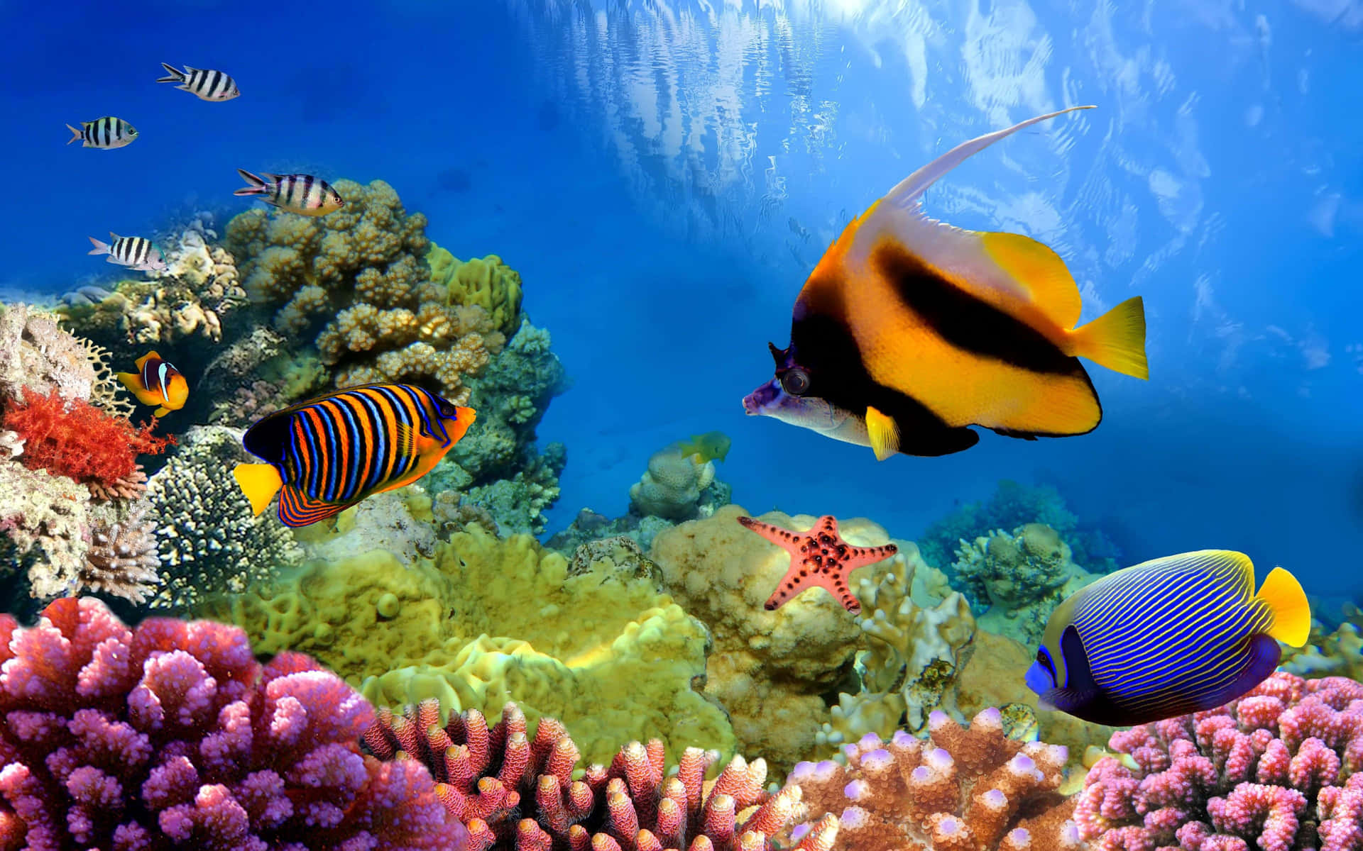 A vibrant underwater world showcasing a diverse coral colony.