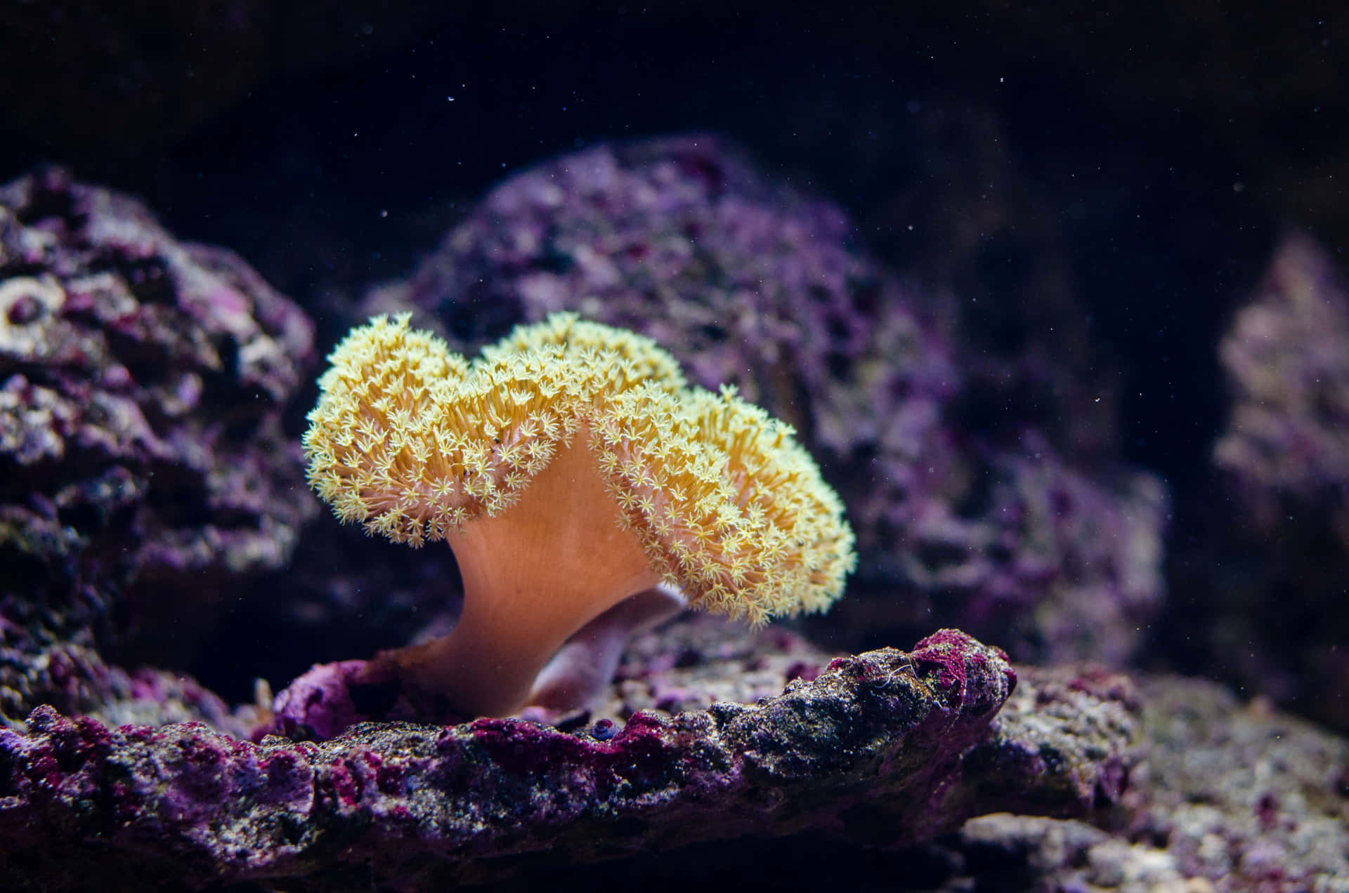Vibrant Underwater Coral Paradise