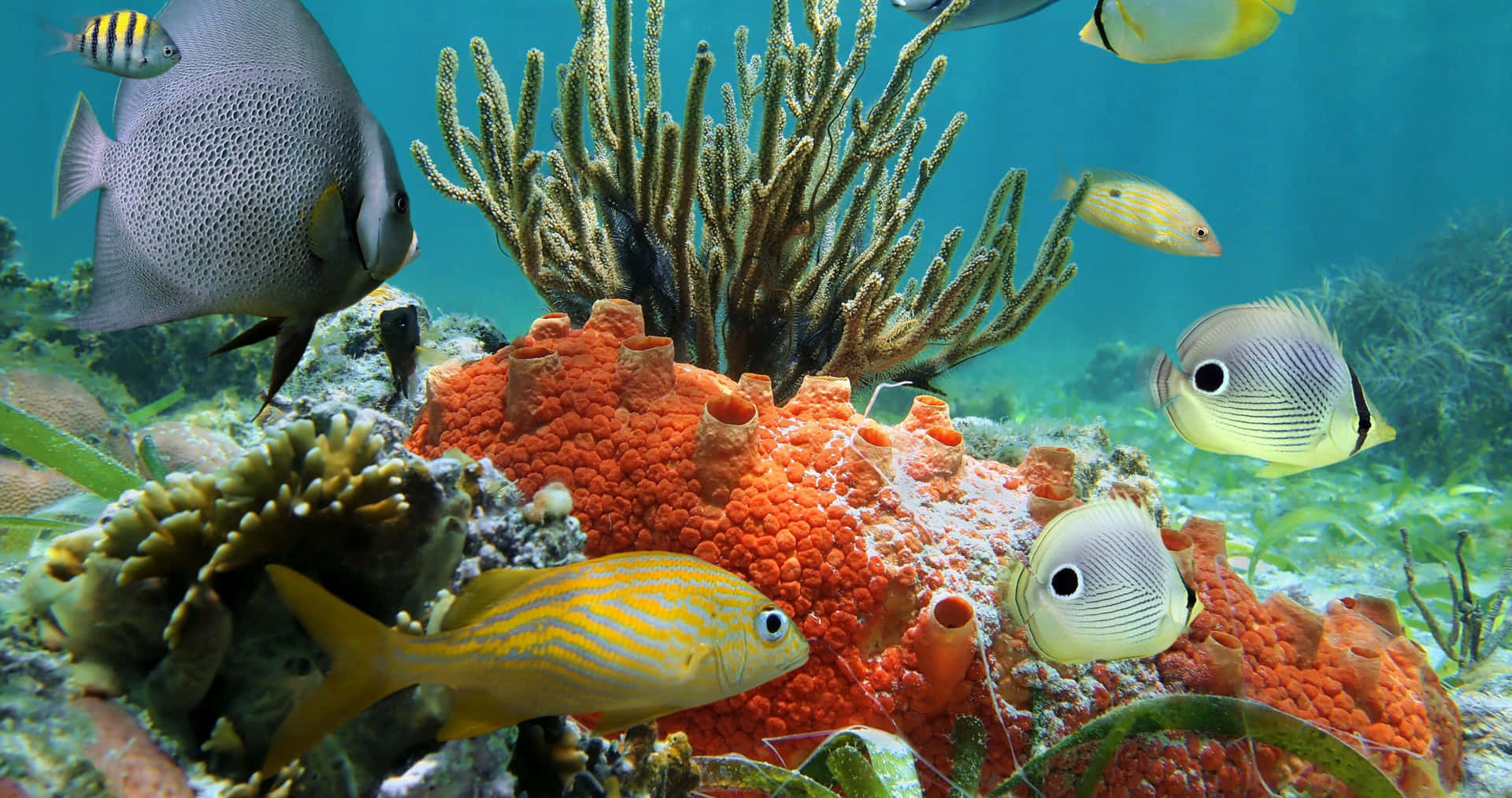 Stunning Underwater Coral Reef Scenery