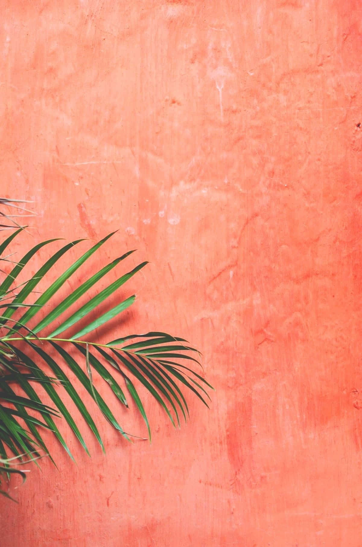 Coral Backdrop With Palm Leaf Wallpaper