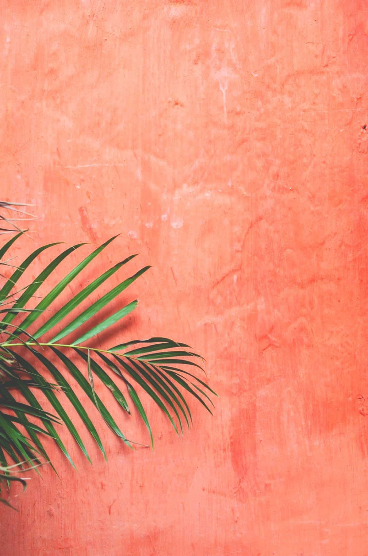 Coral Backdropwith Palm Frond Wallpaper