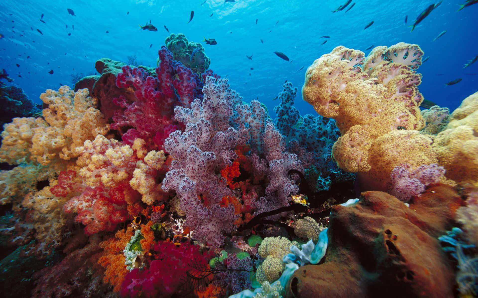 Oplevskønheden Af Koralrev Med Denne Farverige Undervandsbaggrund.