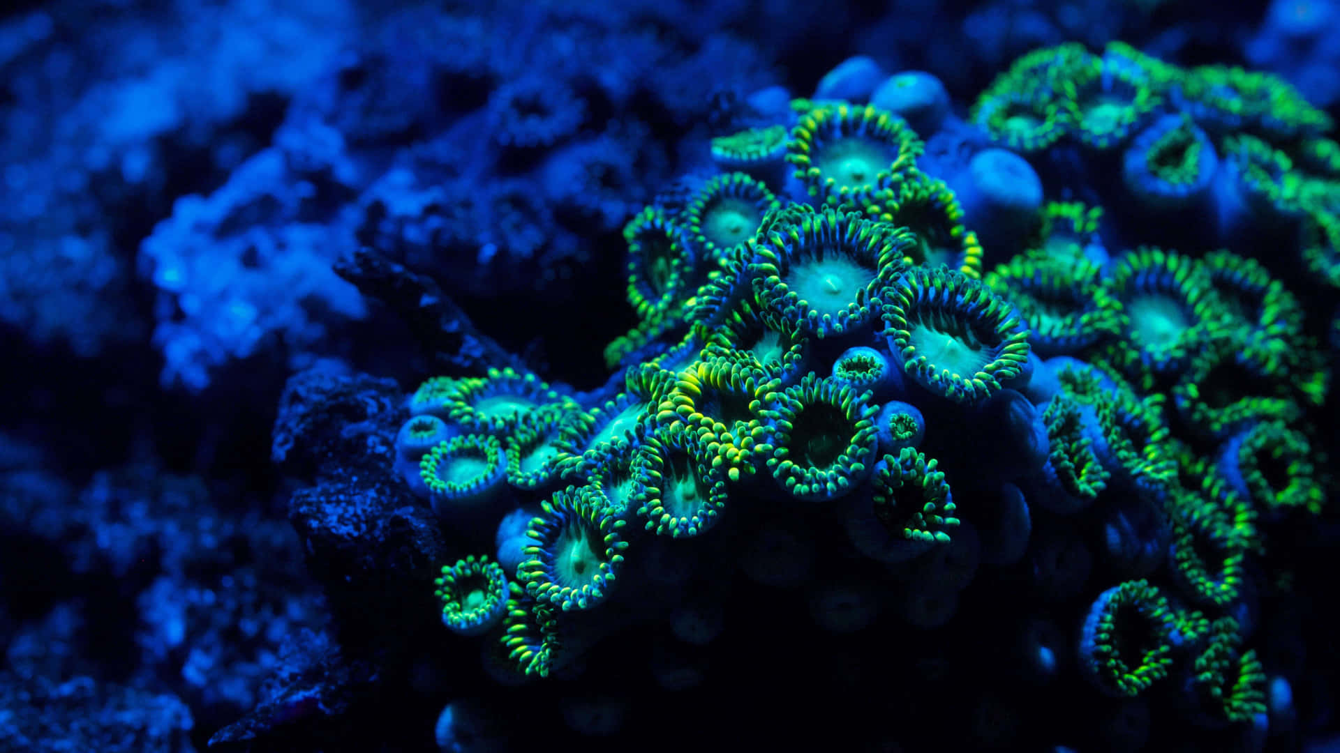 A colorful coral reef bustling with fish and other sea life