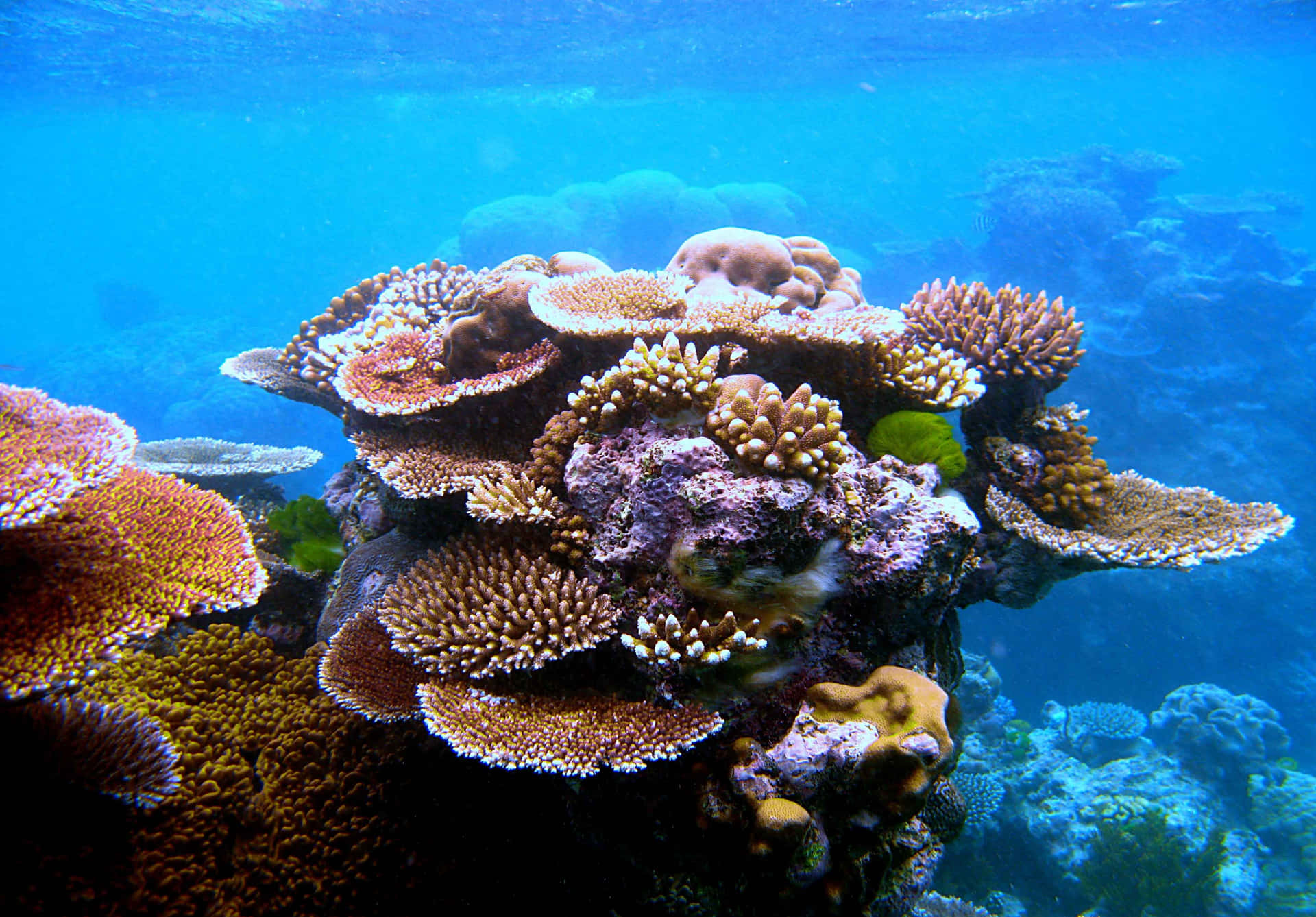 Entdeckensie Die Schönheit Von Korallenriffen.