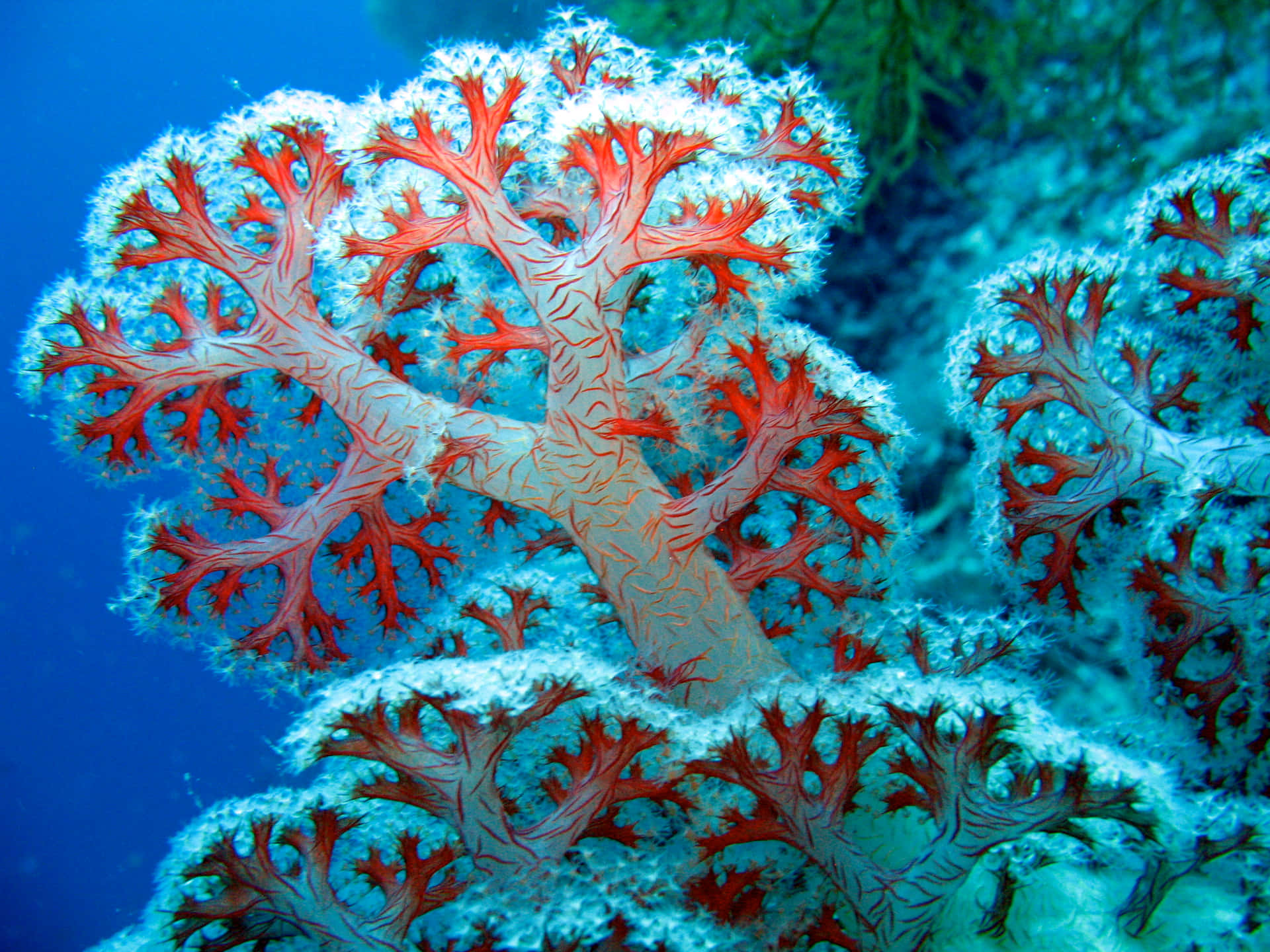 A Coral With Red And White Corals
