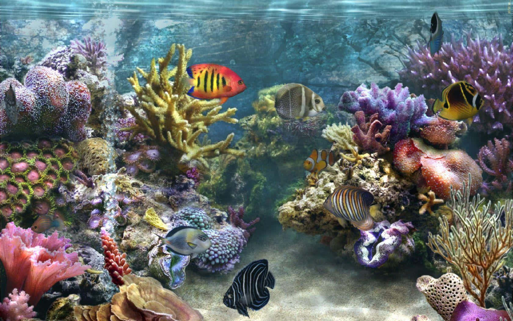 Lebendigeskorallenriff Gefunden In Den Seichten Gewässern Eines Tropischen Strandes.