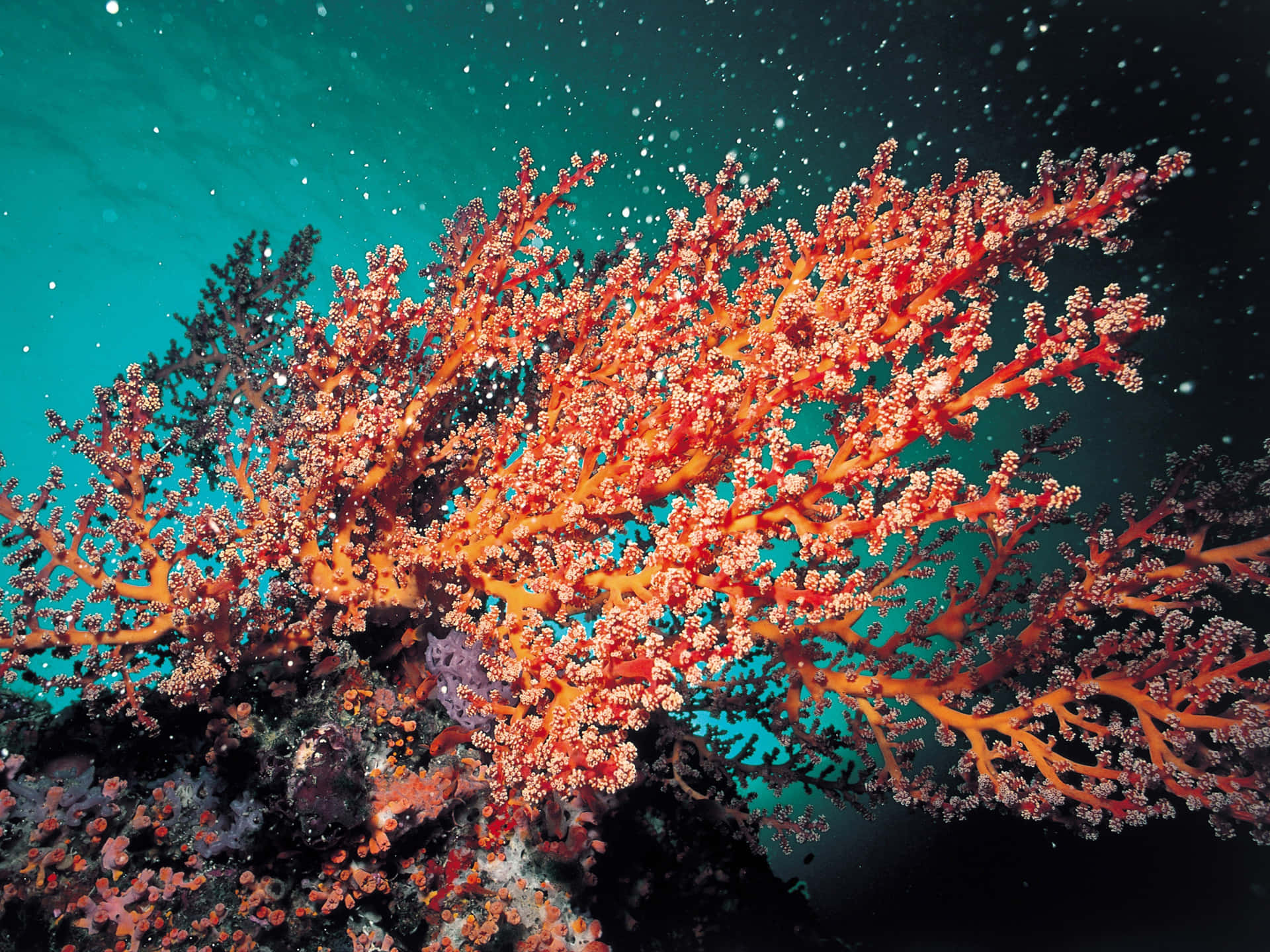 Rifugiodi Corallo Colorato