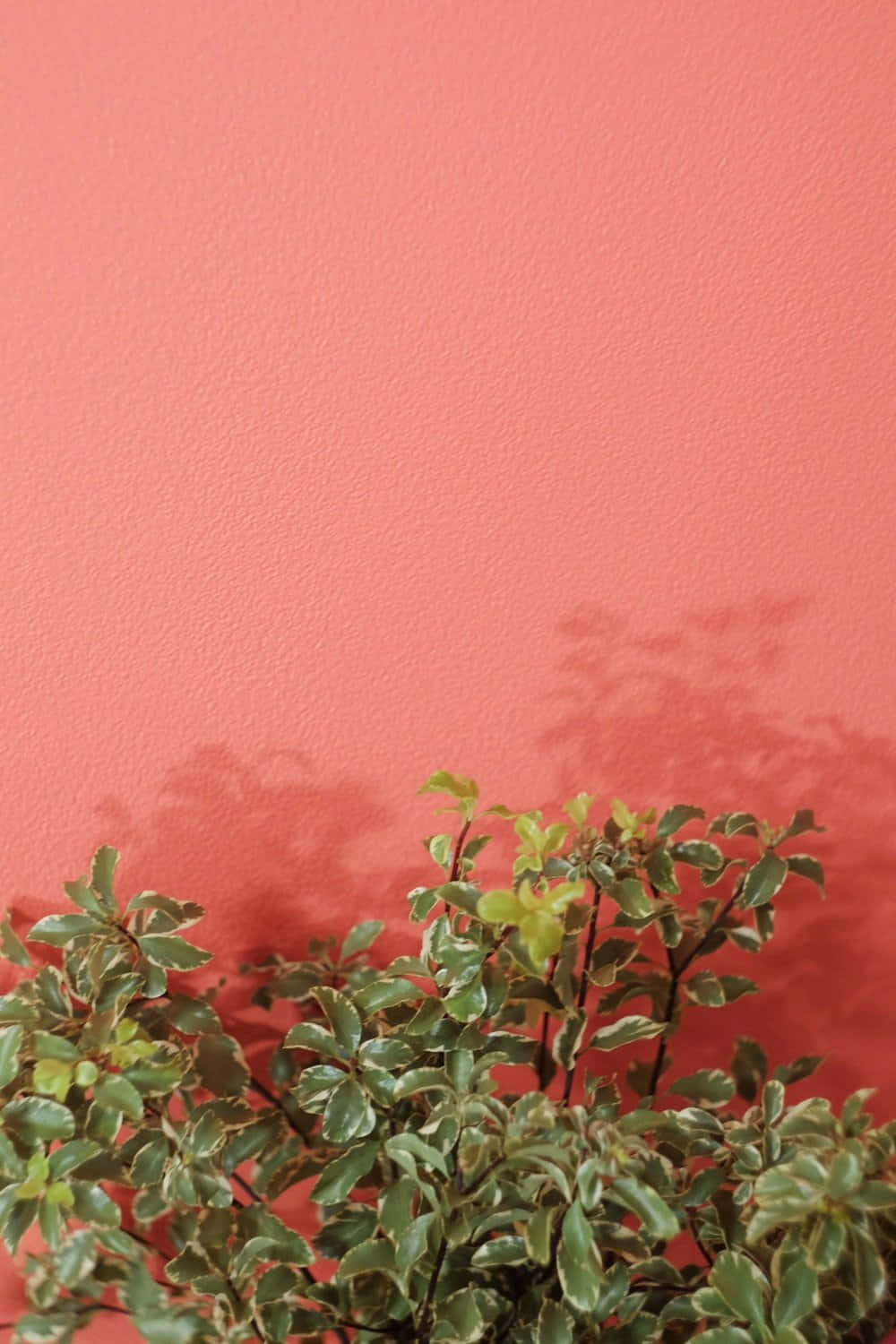 A Bright Coral Background