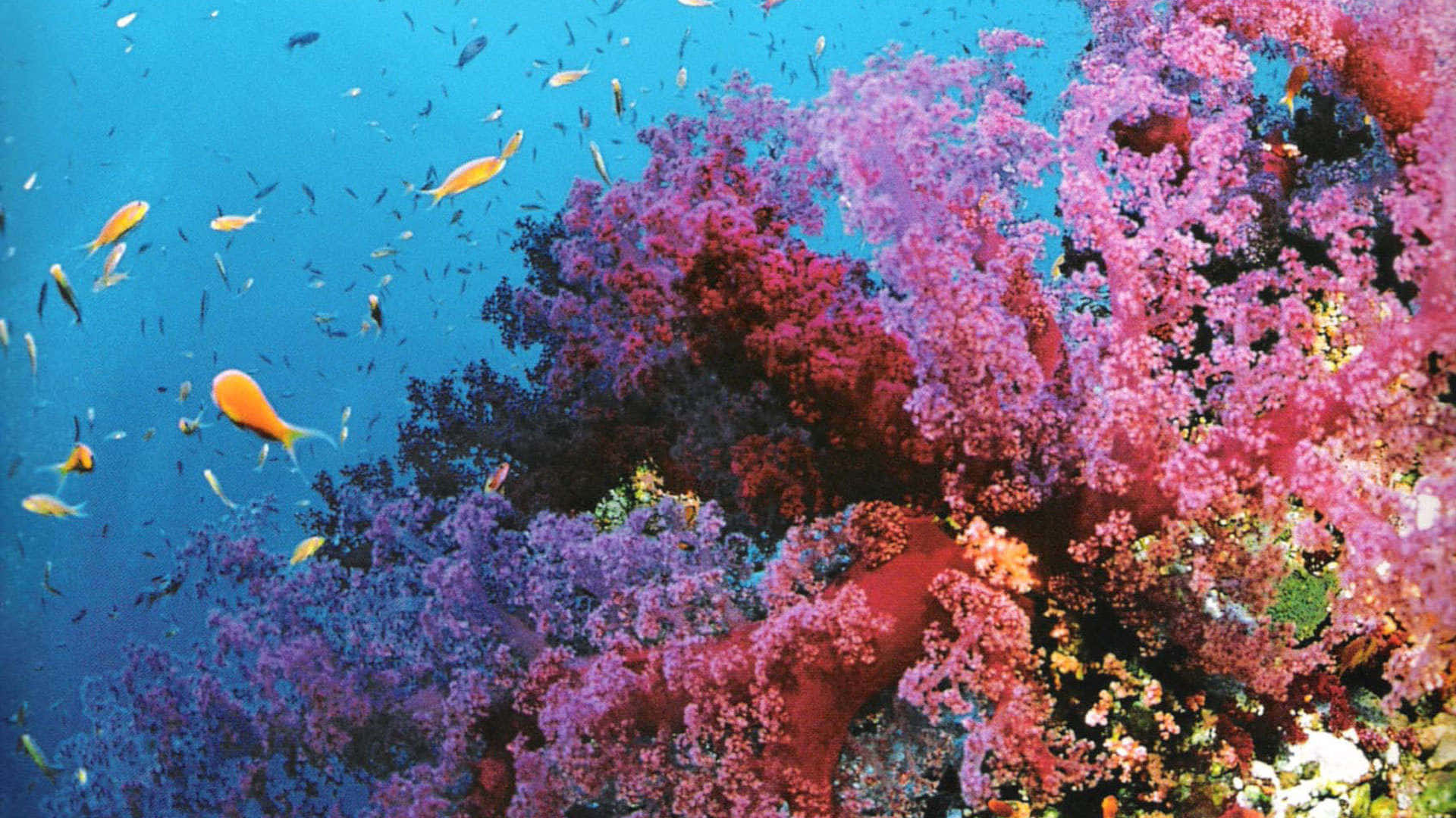 Unavista Ravvicinata Di Uno Splendido Sfondo Di Corallo