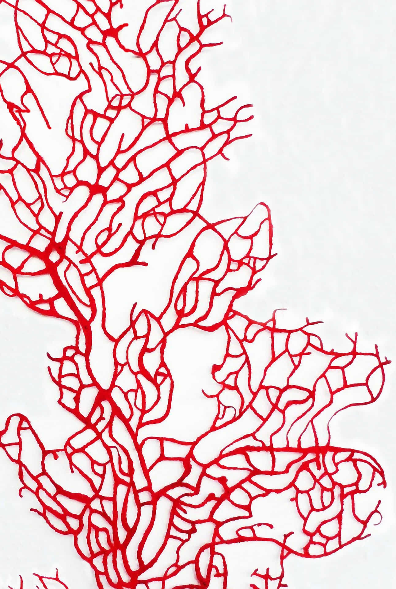 Unique Pattern of a Coral