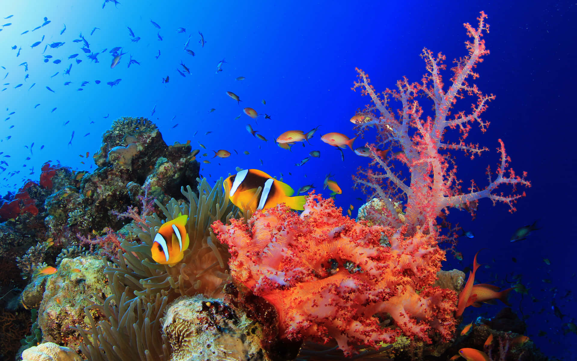 Leuchtendes,lebhaftes Korallenrot In Einer Friedlichen Unterwasserwelt.