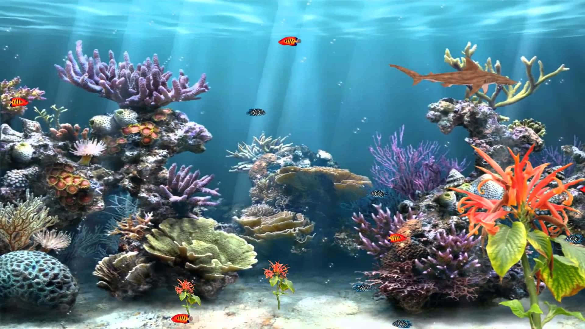  Beautiful coral and aquatic ecosystems