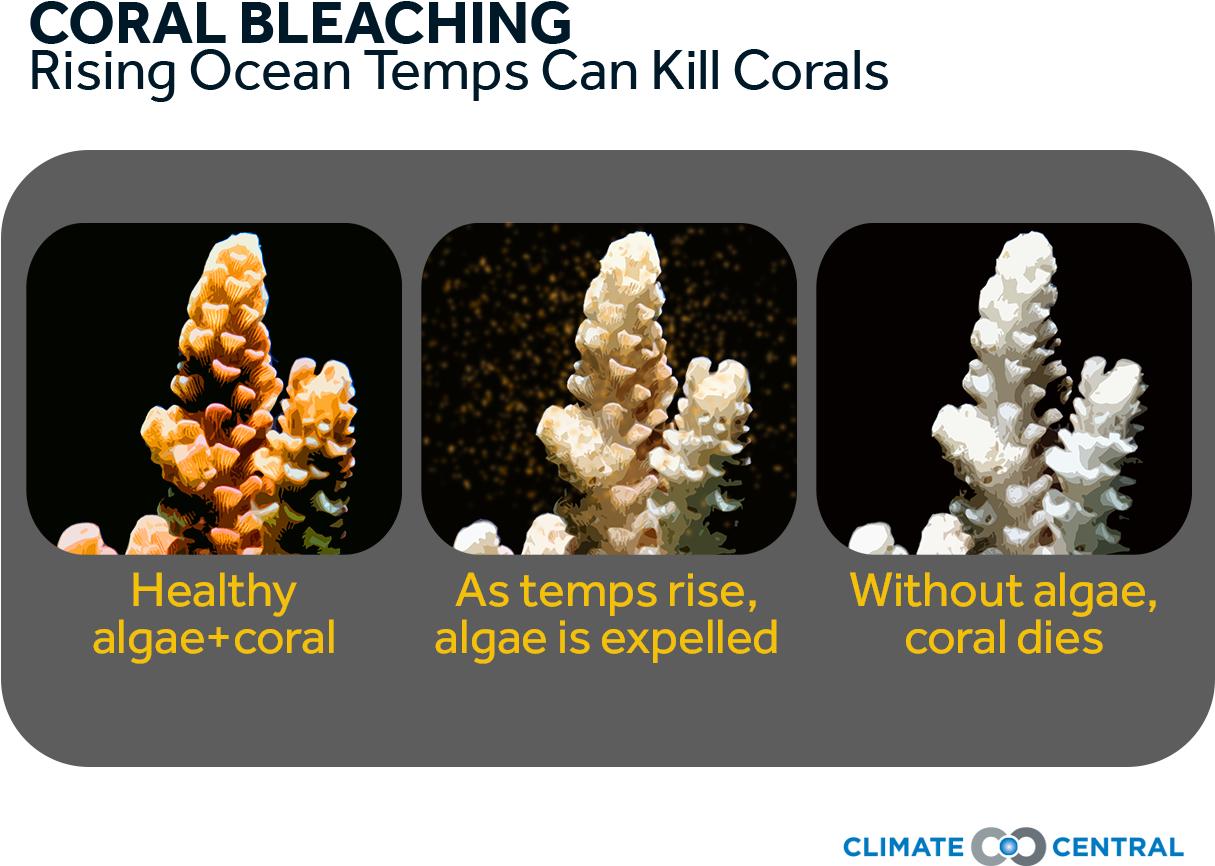 Coral Bleaching Process Climate Impact PNG