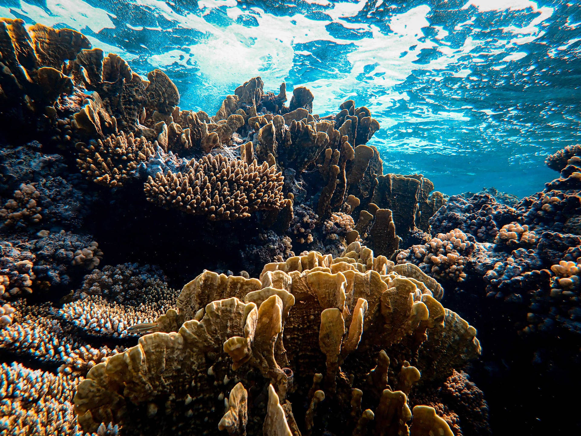 Stunning Underwater Ecosystem - Blue Sea Coral Reef Wallpaper