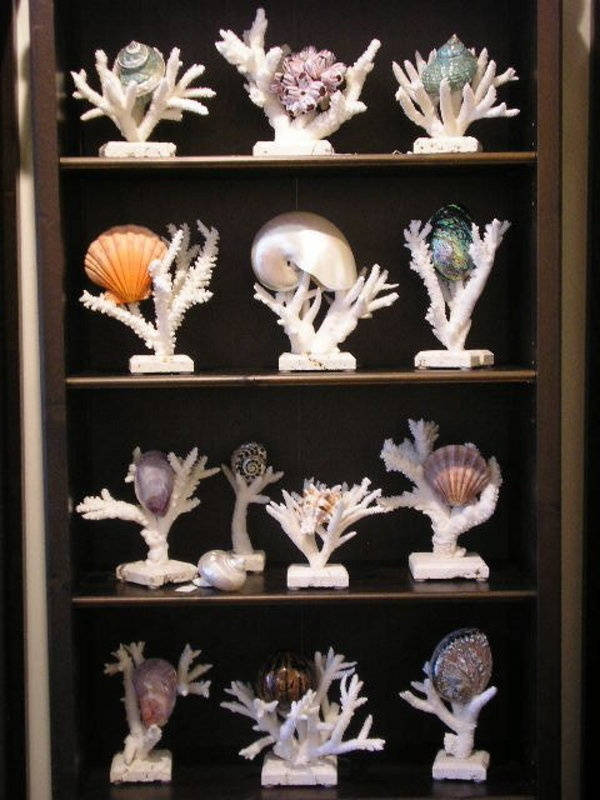 Coral Display Wallpaper