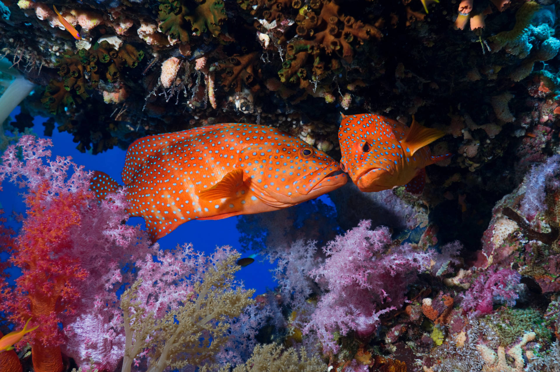 Korallenzackenbarschin 4k Ultra Hd Fisch Wallpaper