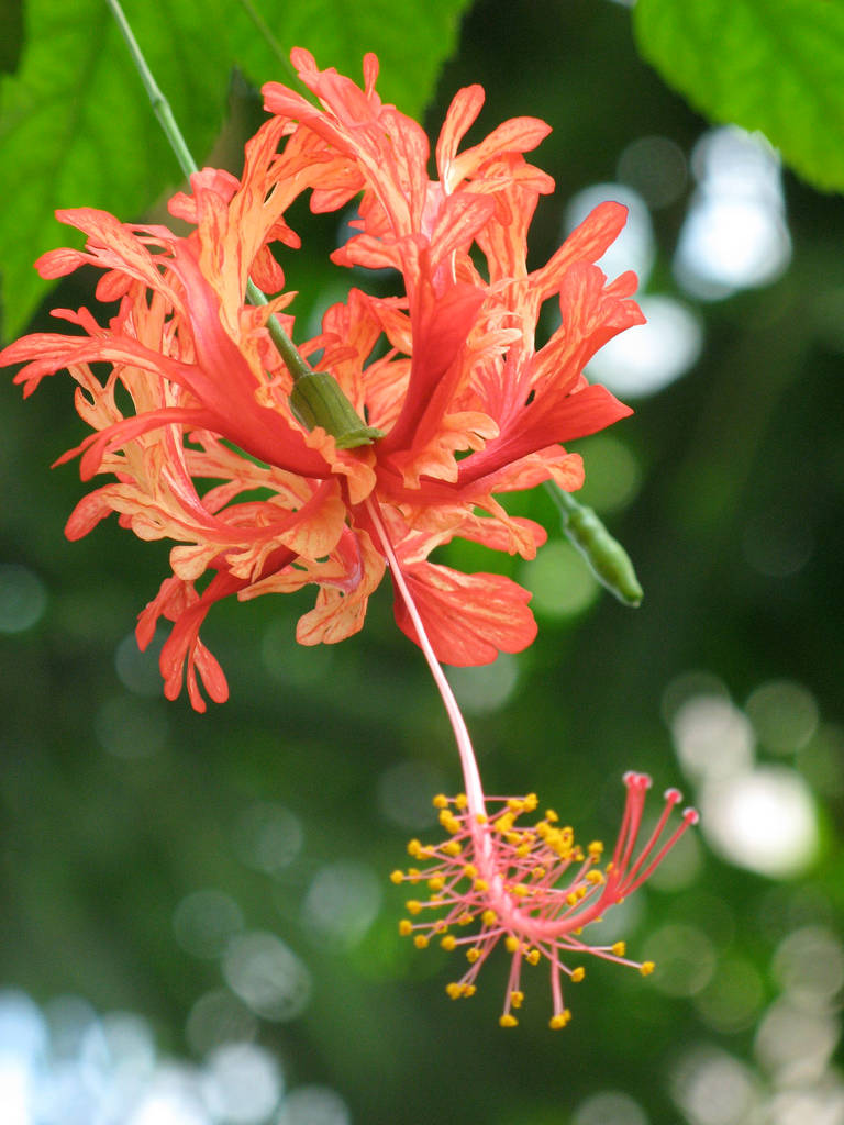 Coral Hibiscus Flower Wallpaper
