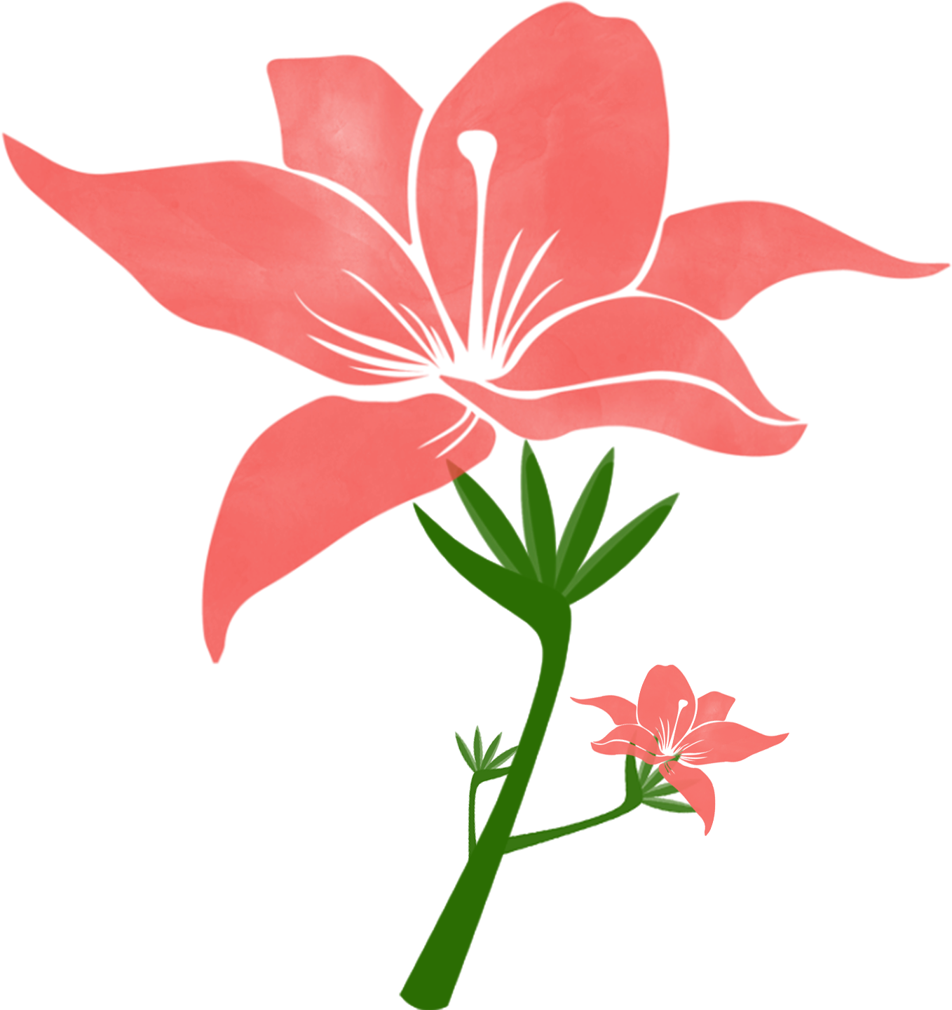 Coral Lily Vector Illustration PNG