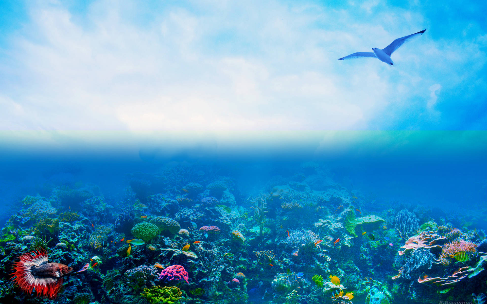 Coral Reef And Gull Wallpaper