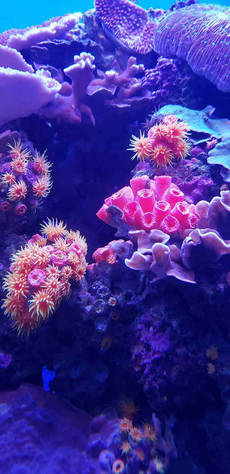 A brilliant multi-colored underwater coral reef
