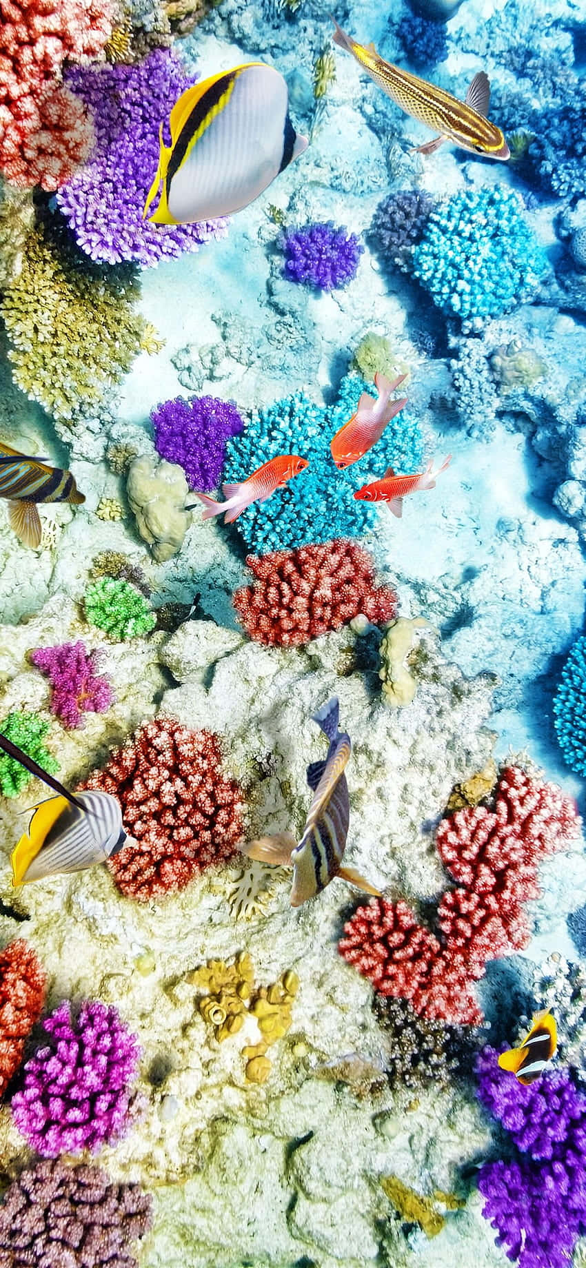 Udfordre en smuk koralrev