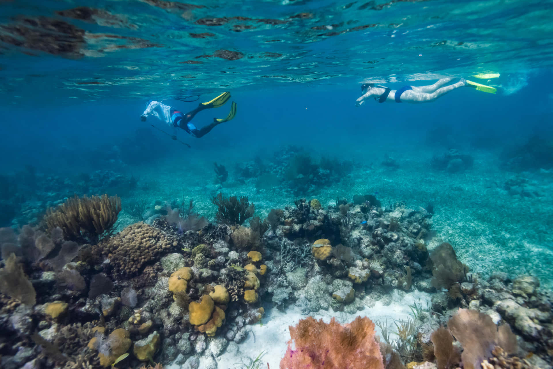 Beskrivelse - Et glimrende og storslået udseende under overfladen af ​​Det Carribiske Hav, afslører billedet et livligt landskab af farverige koralrev og beboerende væsener.