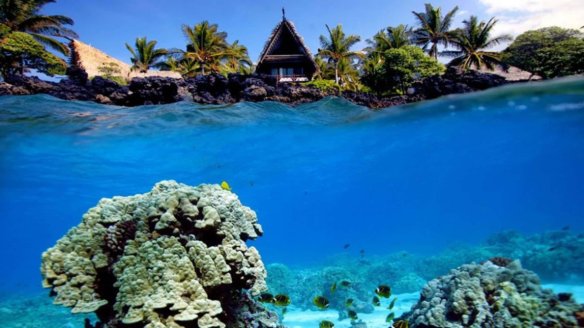 Et klart og farverigt koralrev oase