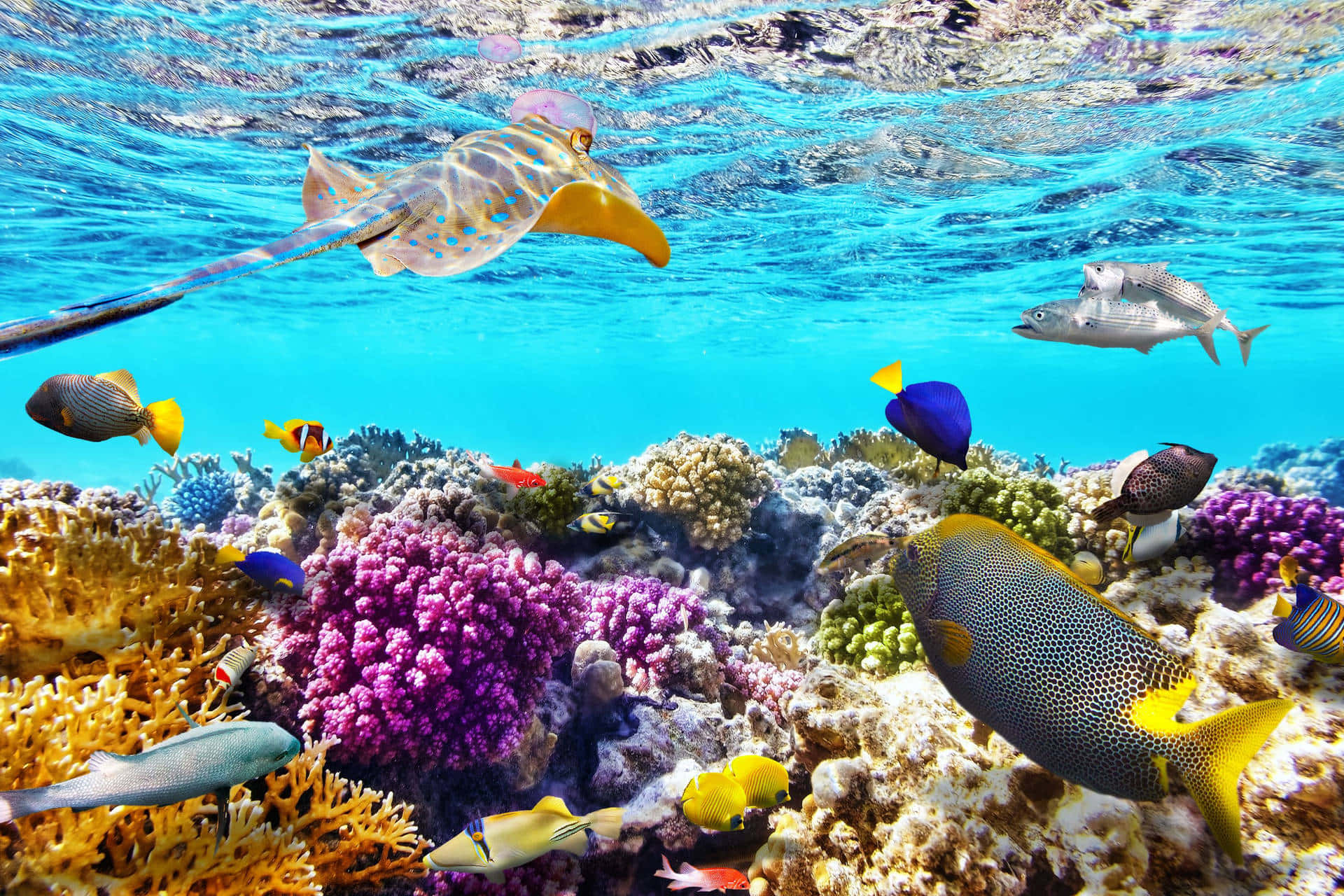 Admirér de levende farver og skønheden i et koralrev.