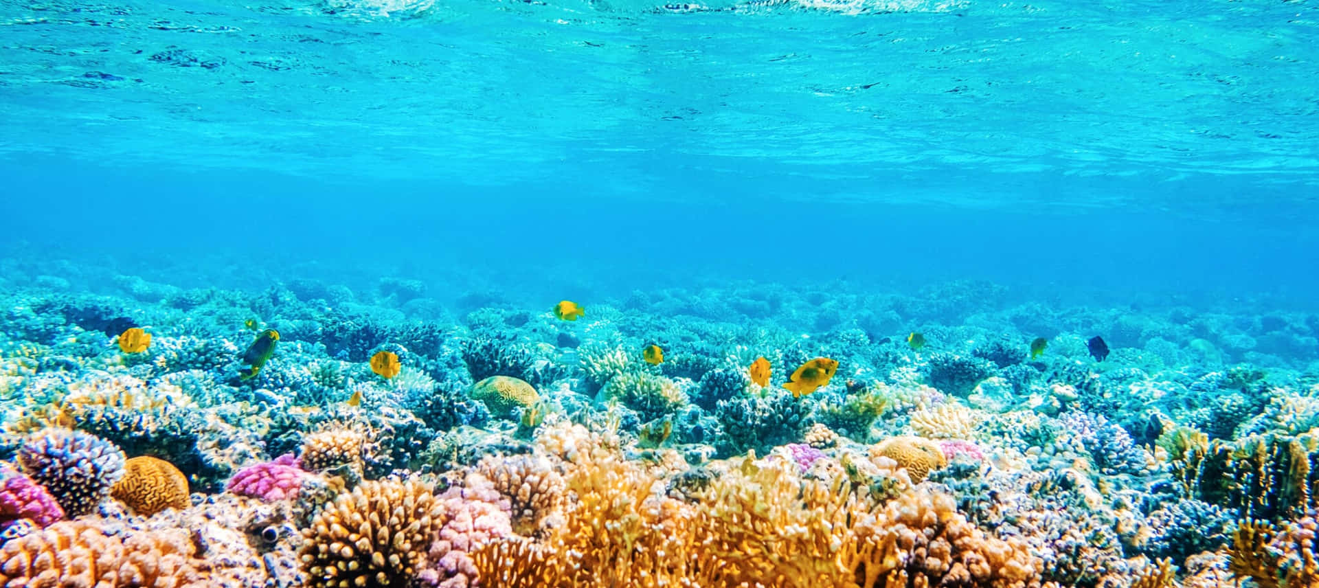 Korallrev med farverige fisk og koraller