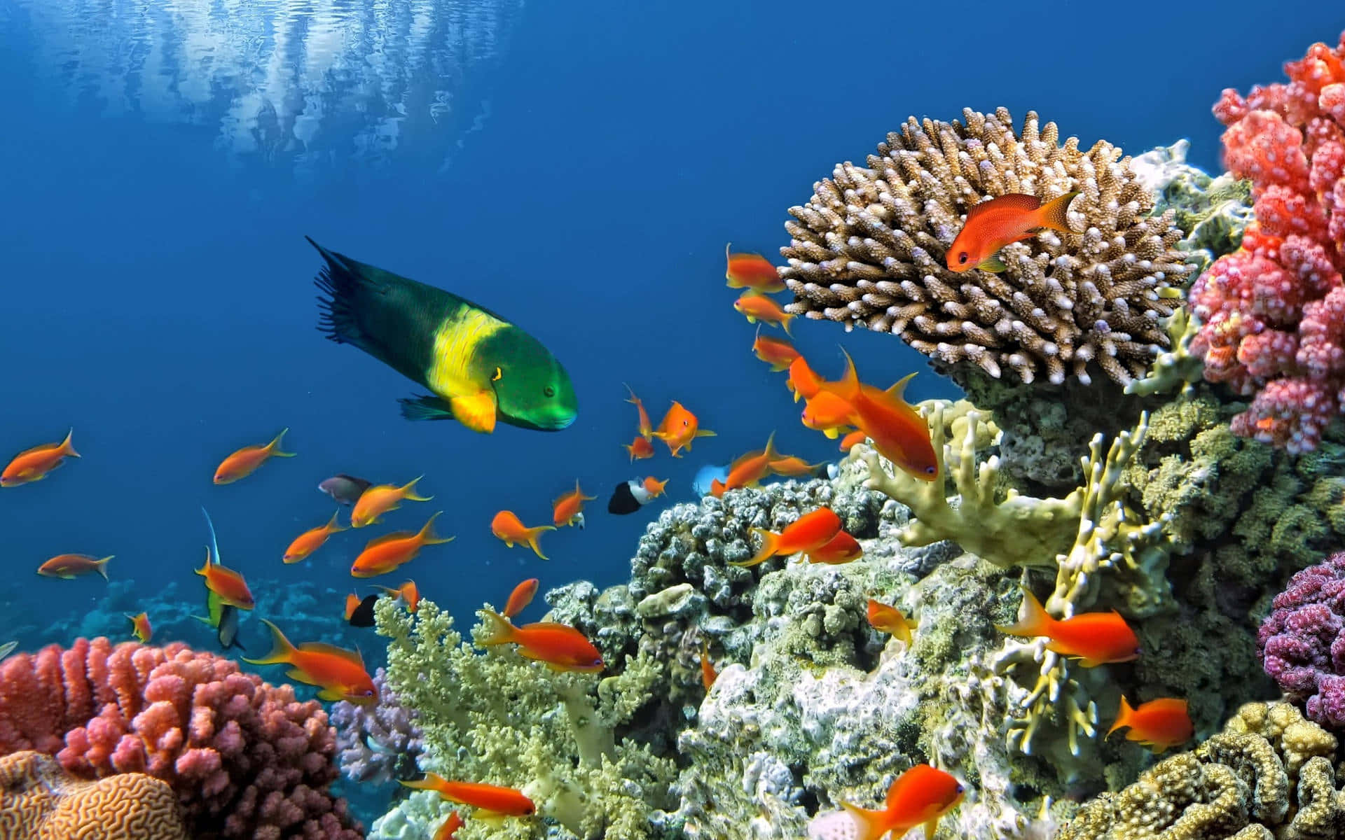 En farverig koralrev med fisk og koraller