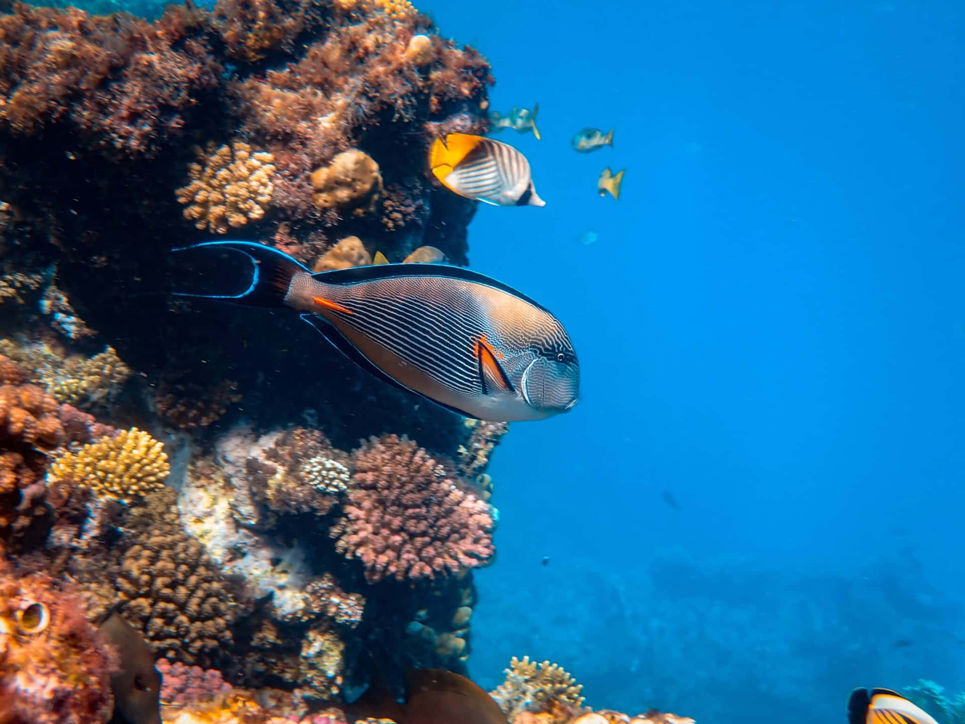 En levende og farverig korallrev ud til det caribiske kystlinje.